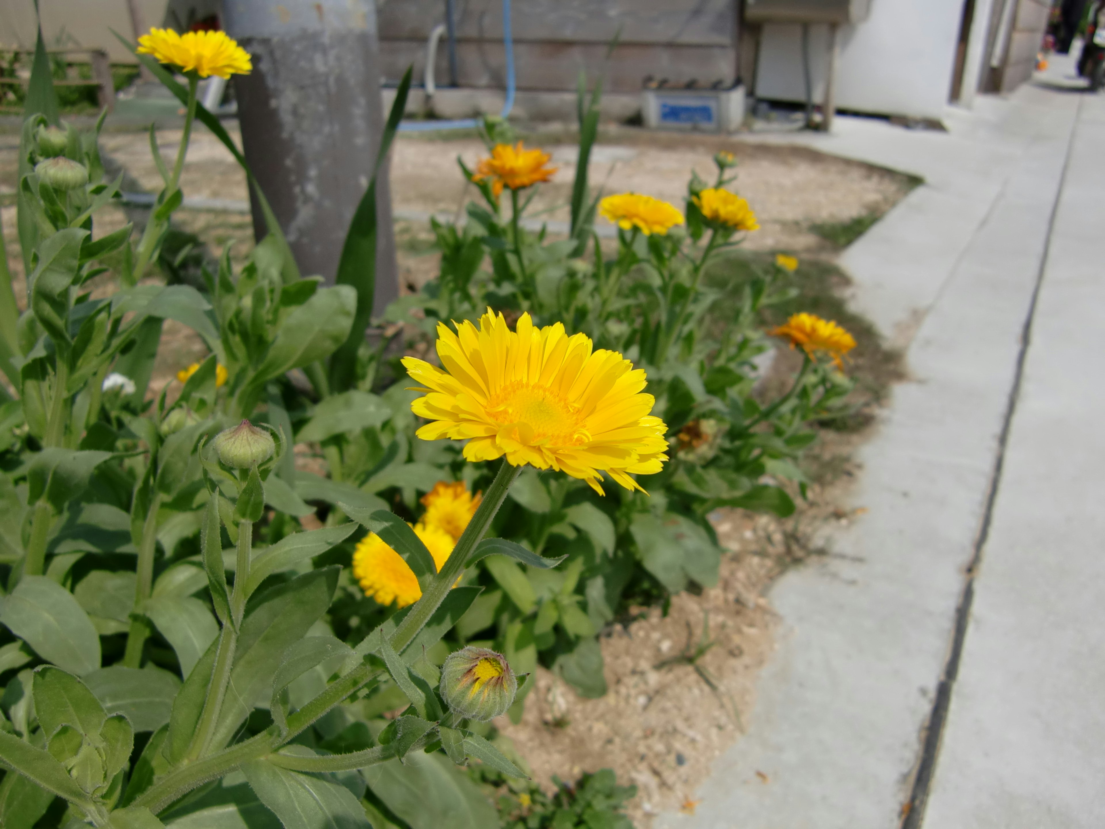 鮮豔的黃色花朵在花園中盛開