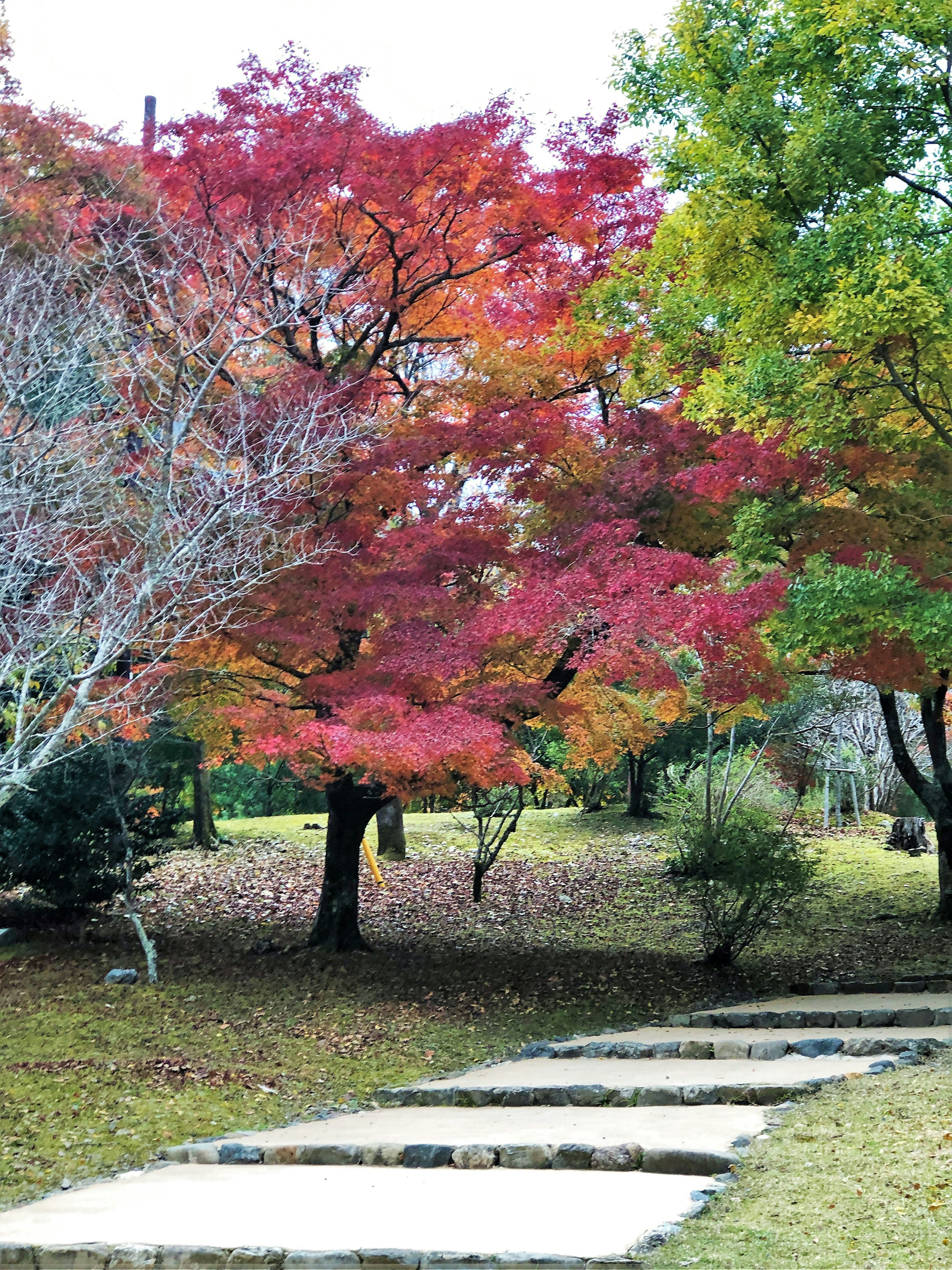 紅葉した木と石の小道がある公園の風景