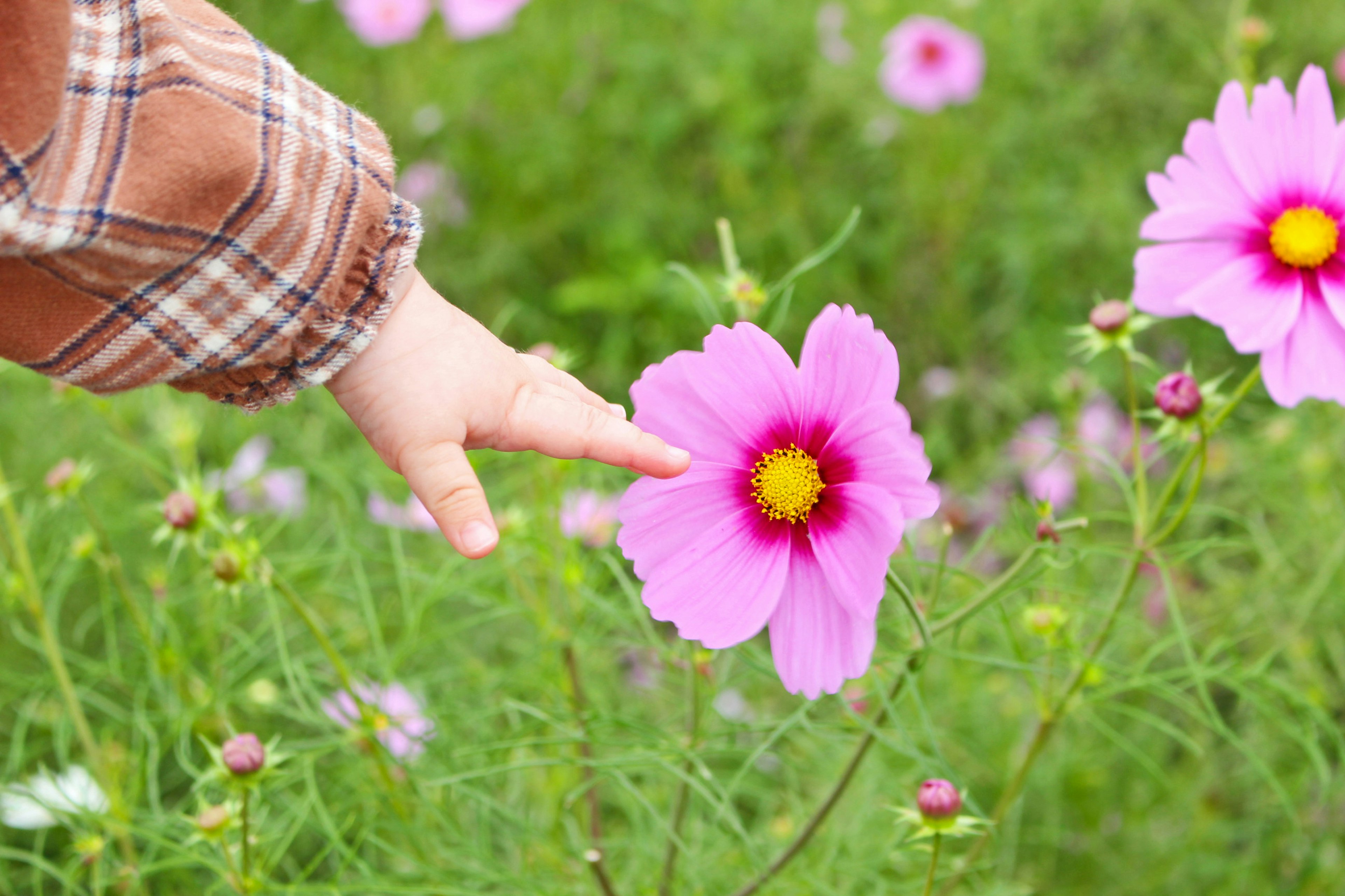 A child's hand reaching out to touch a pink flower in a green field