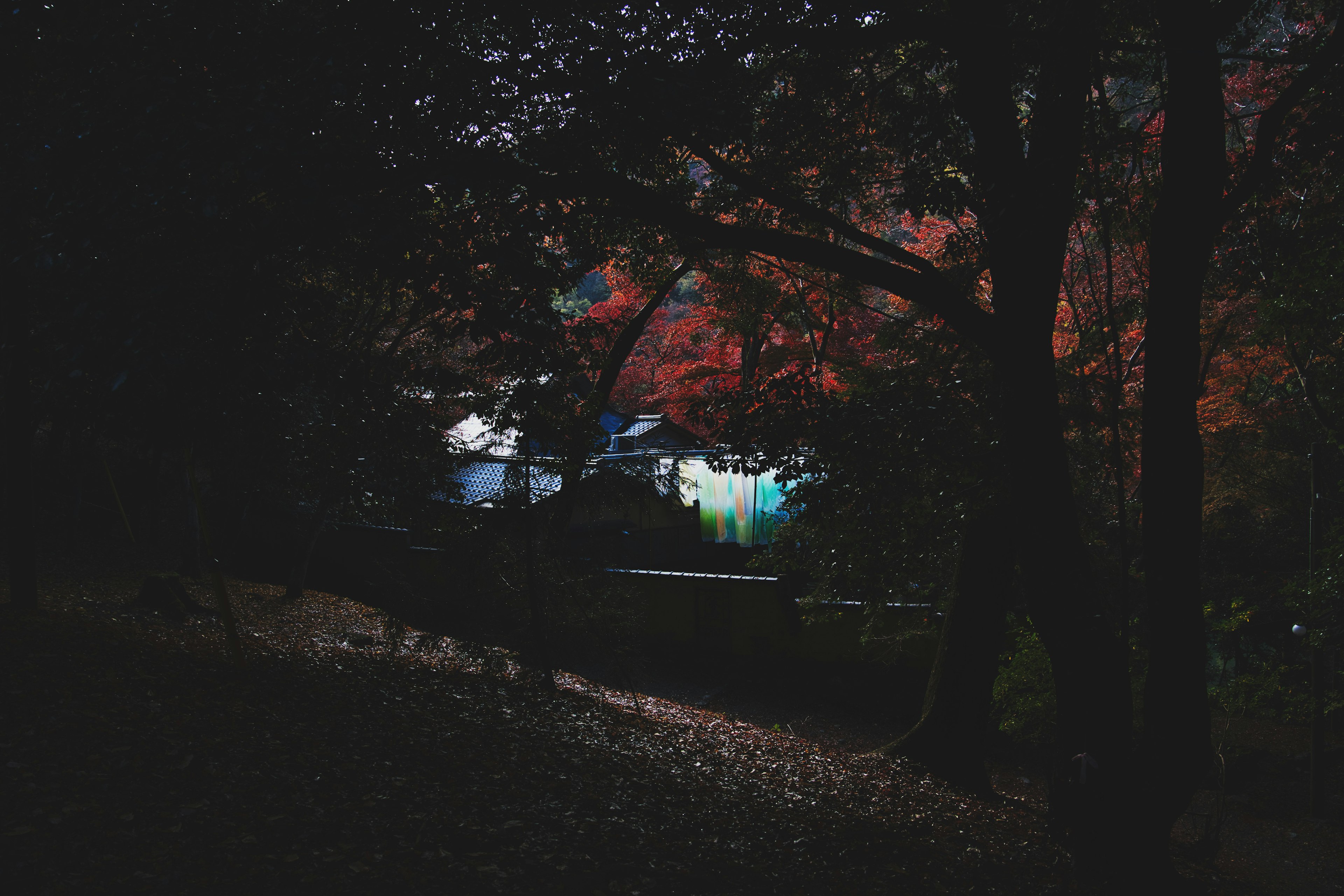 A glimpse of a house illuminated in a dark forest setting