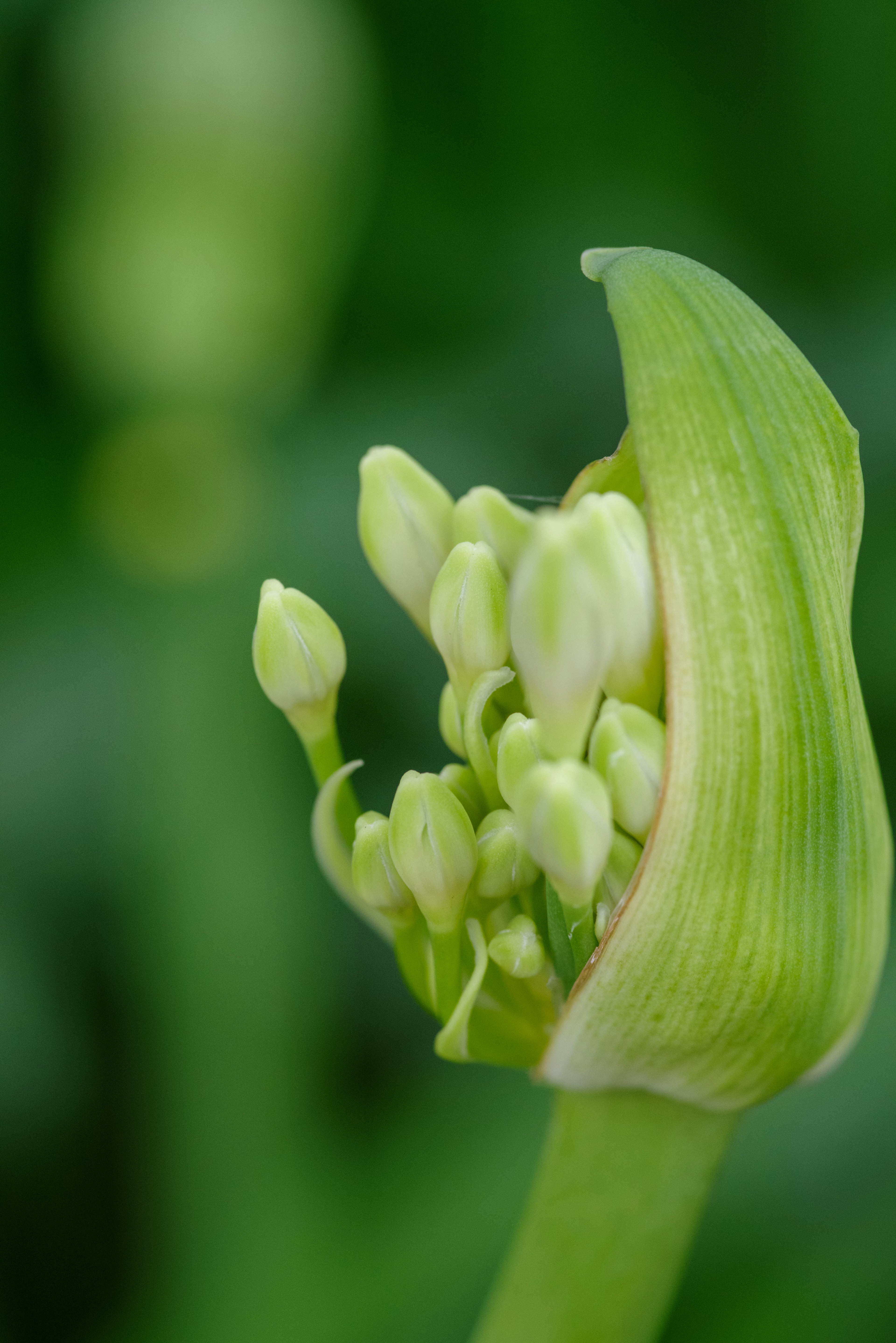 緑色の背景に、つぼみを持つ植物のクローズアップ