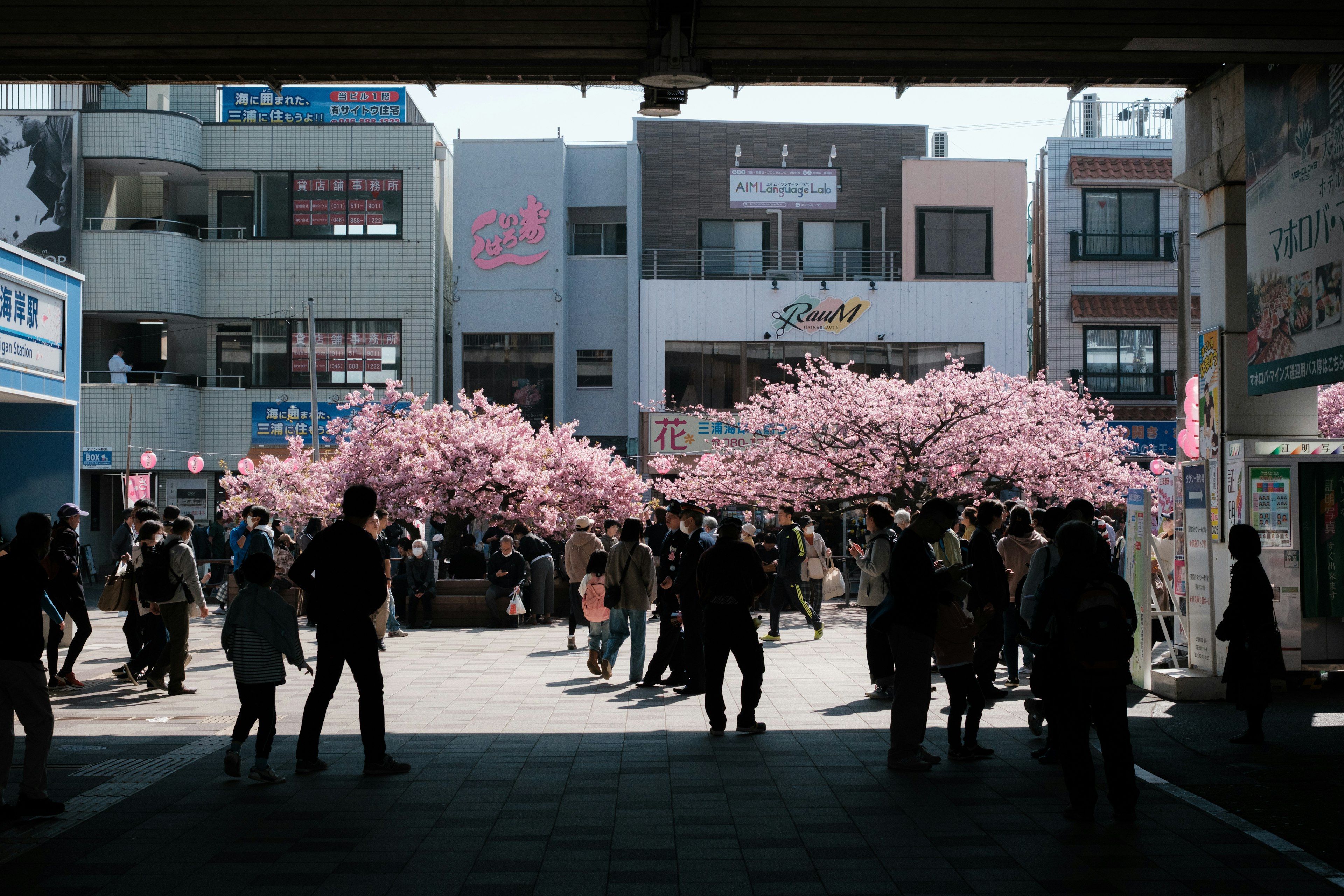 People gathering under cherry blossom trees in a commercial area