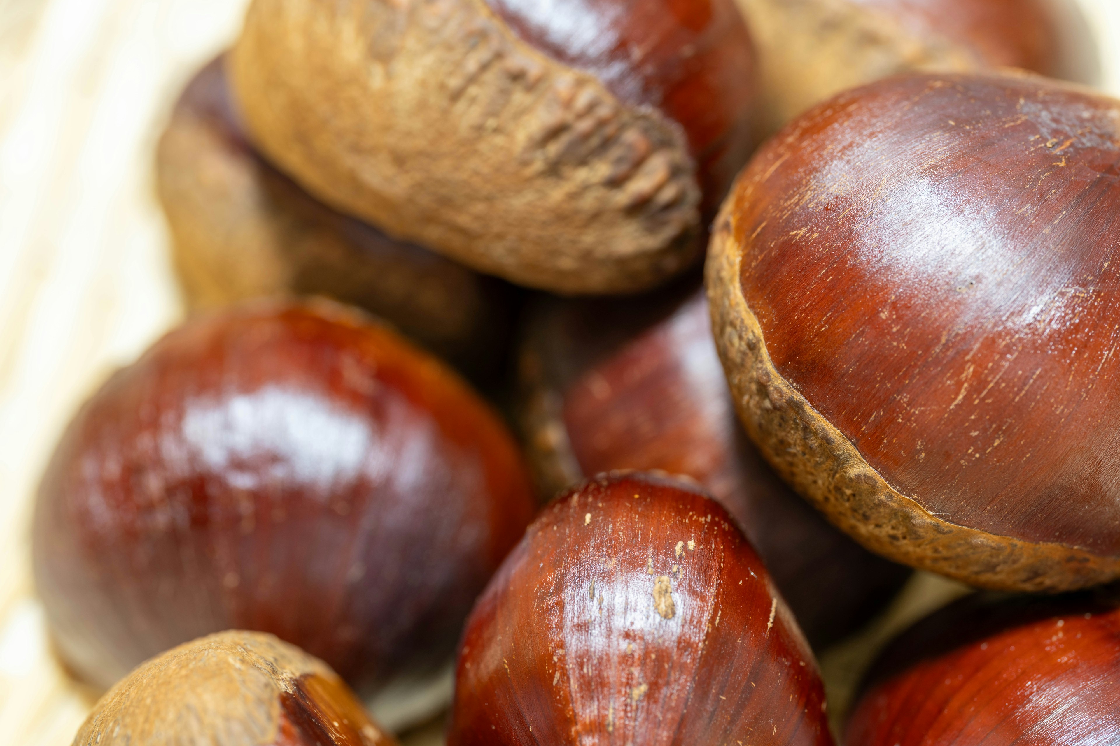 Close-up of a cluster of shiny chestnuts