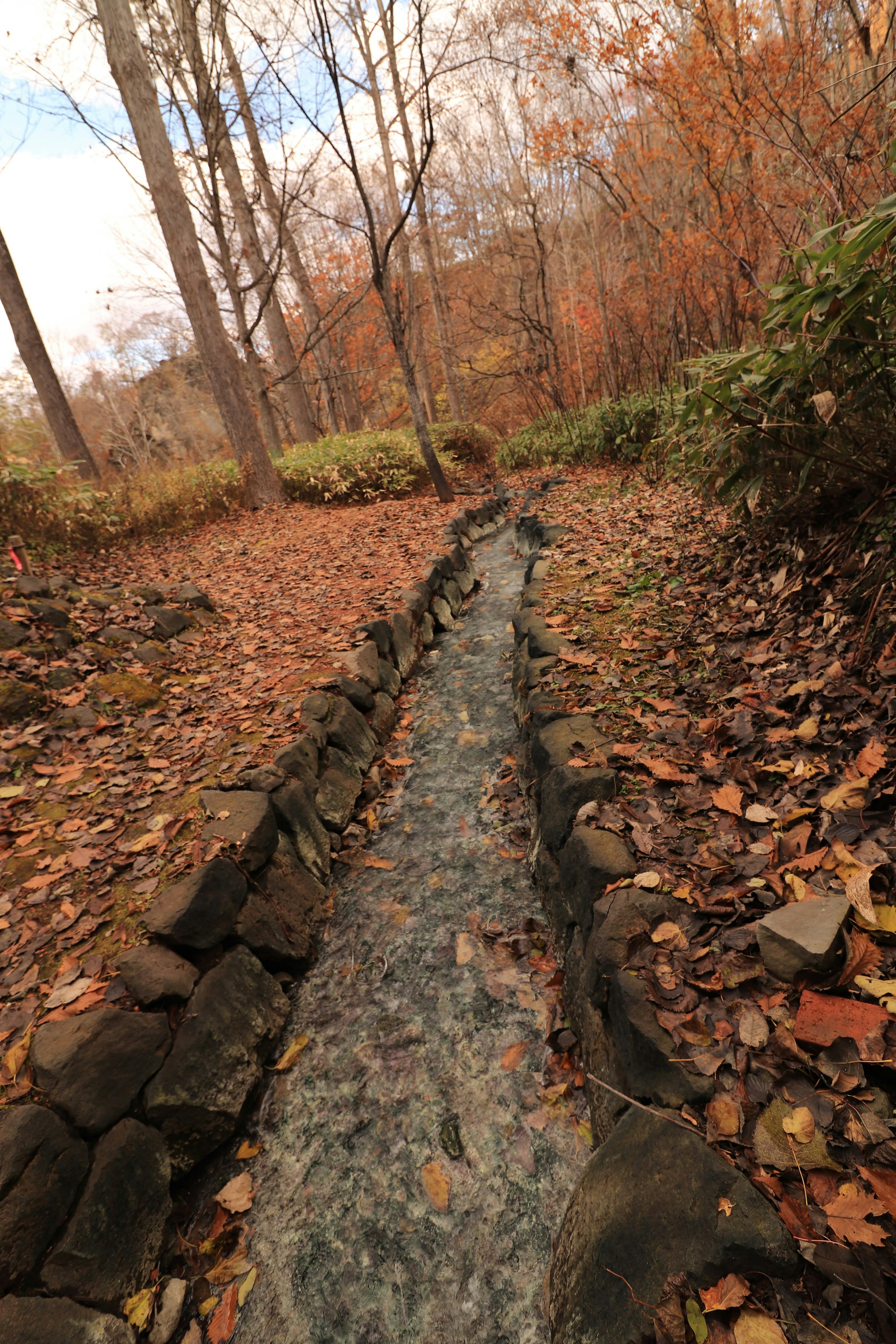 Stream flowing through autumn forest with fallen leaves