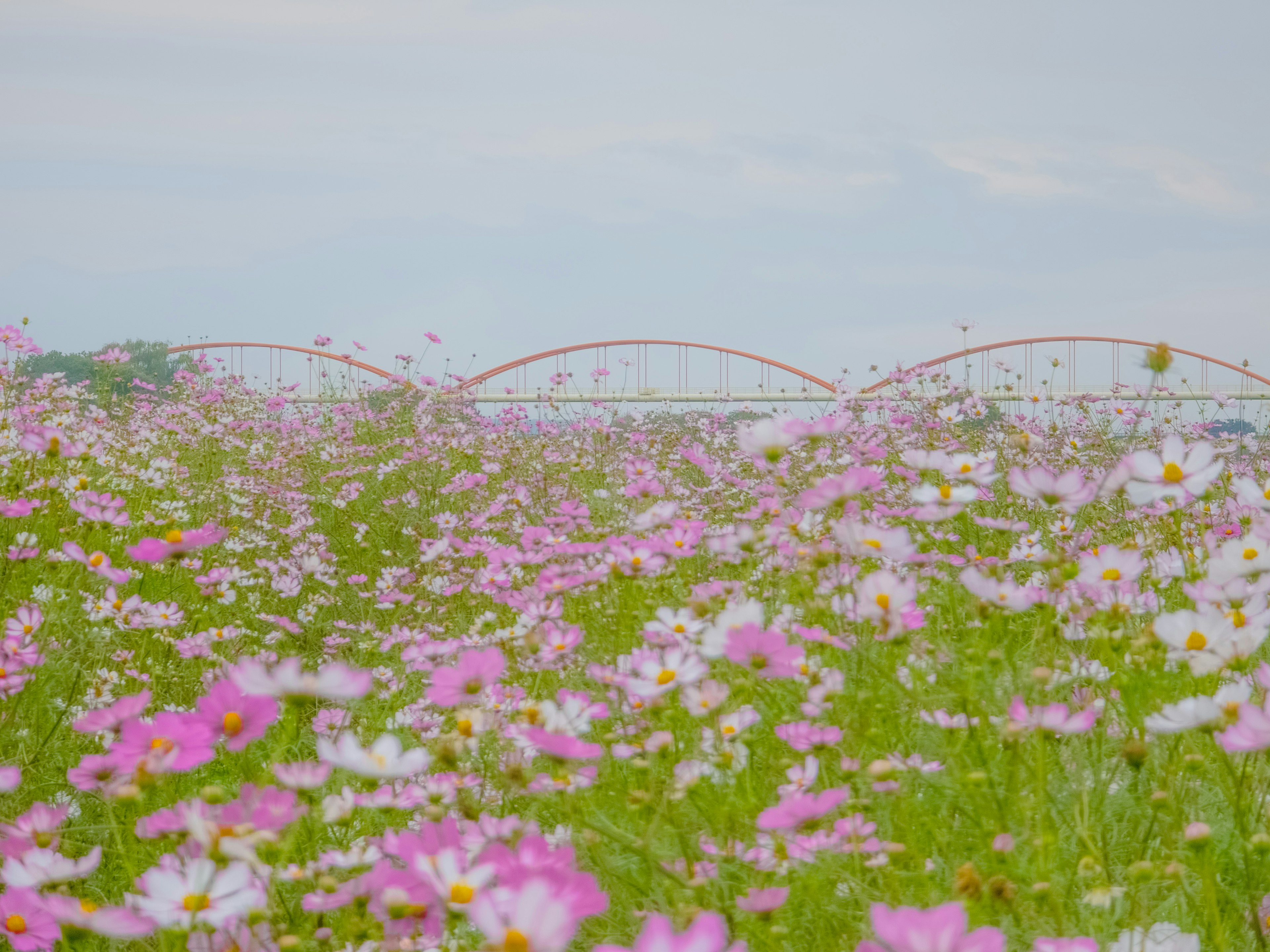 粉色宇宙花田和背景中的橋