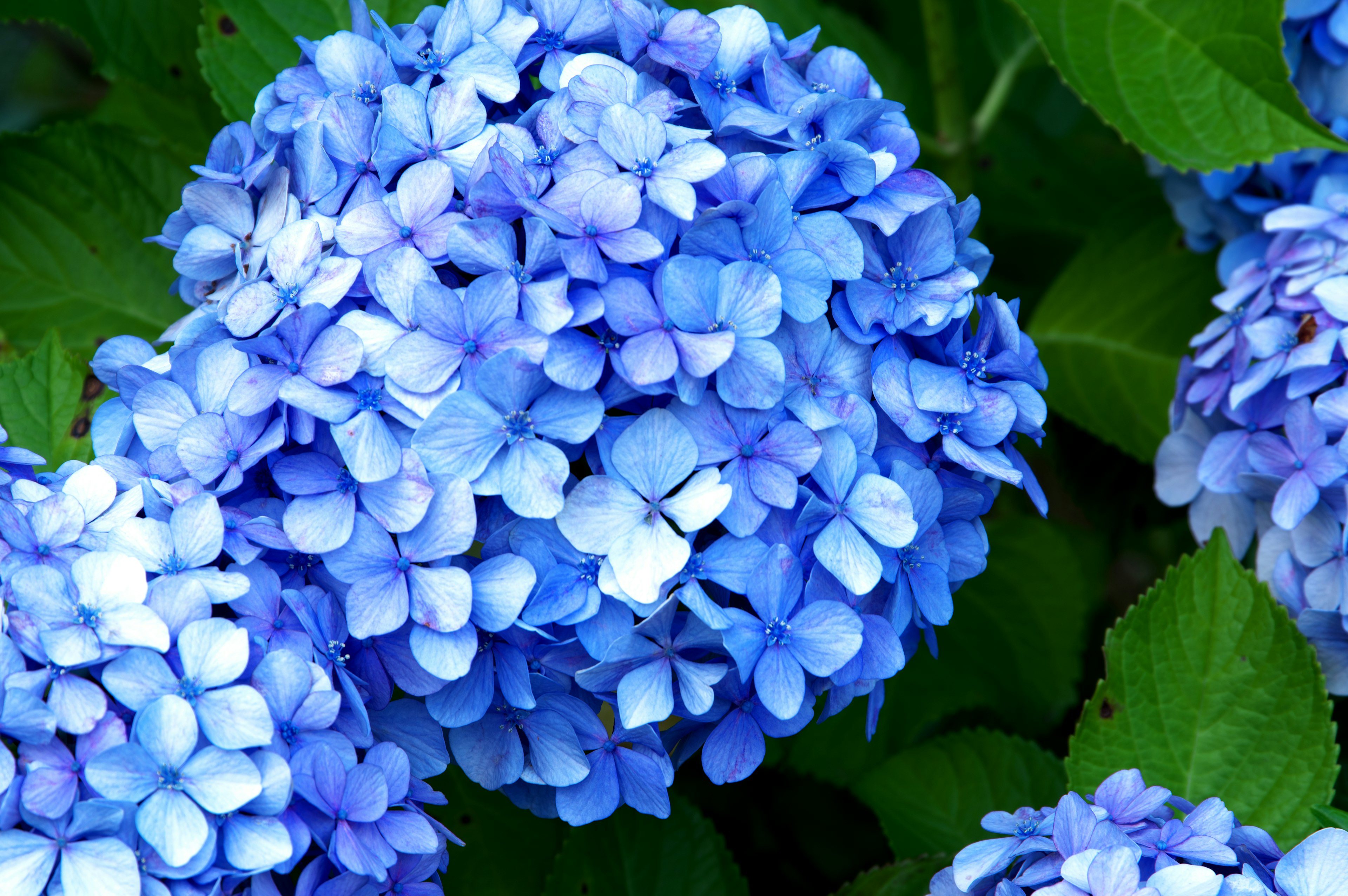 Blaue Hortensienblüten umgeben von grünen Blättern