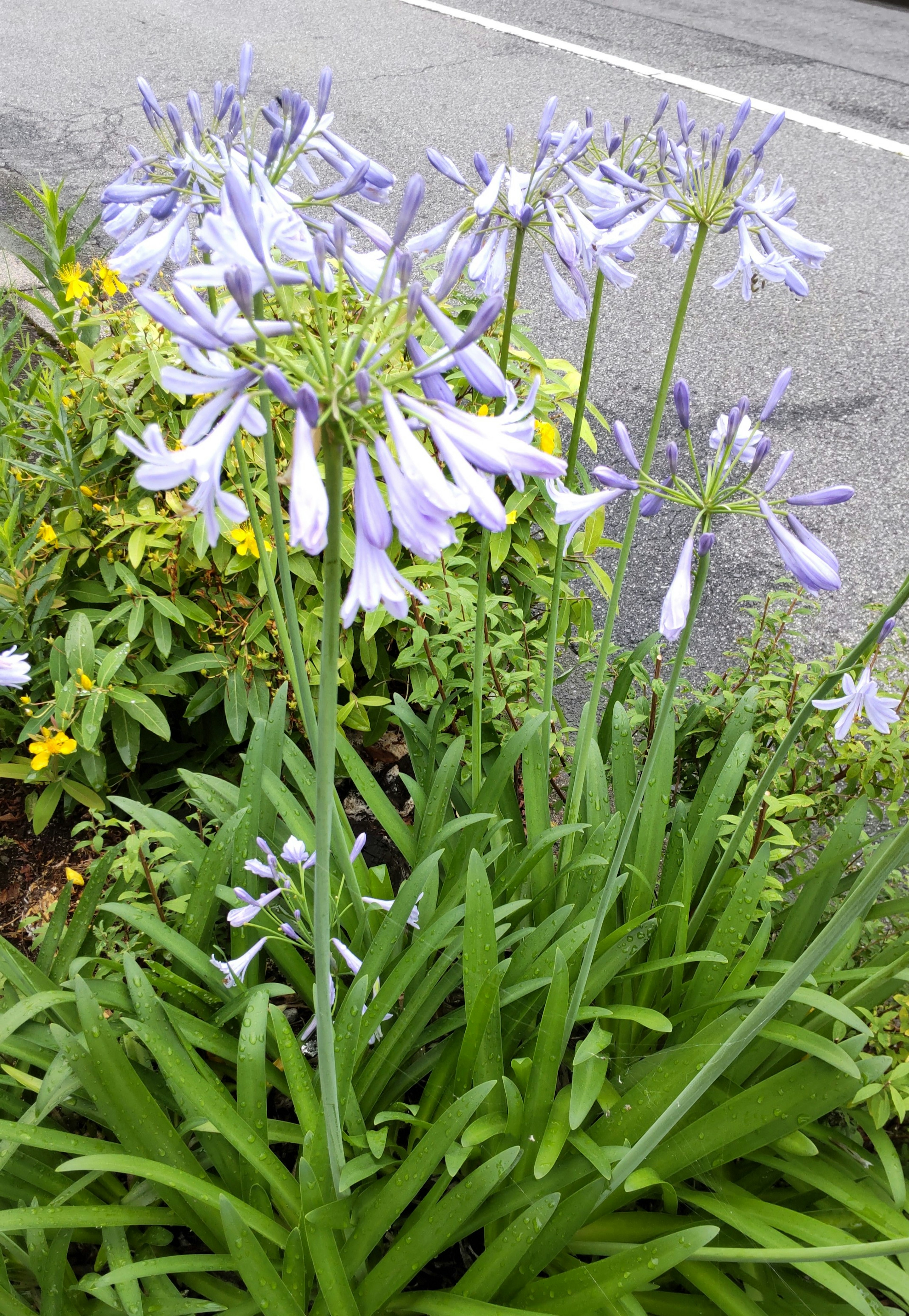 Primo piano di fiori viola che fioriscono in un giardino con piante verdi e fiori gialli sullo sfondo