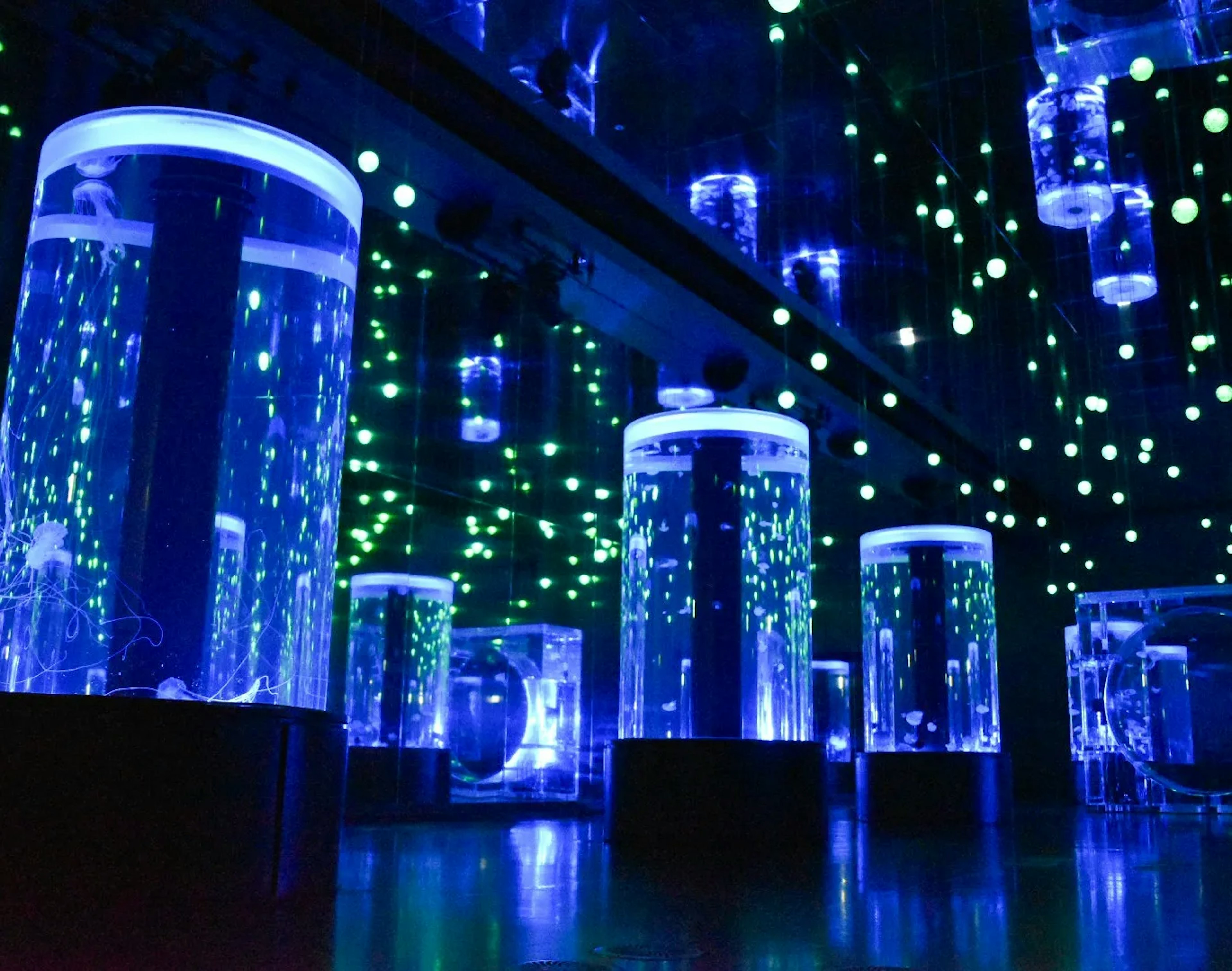 A mesmerizing space filled with illuminated aquariums in blue light