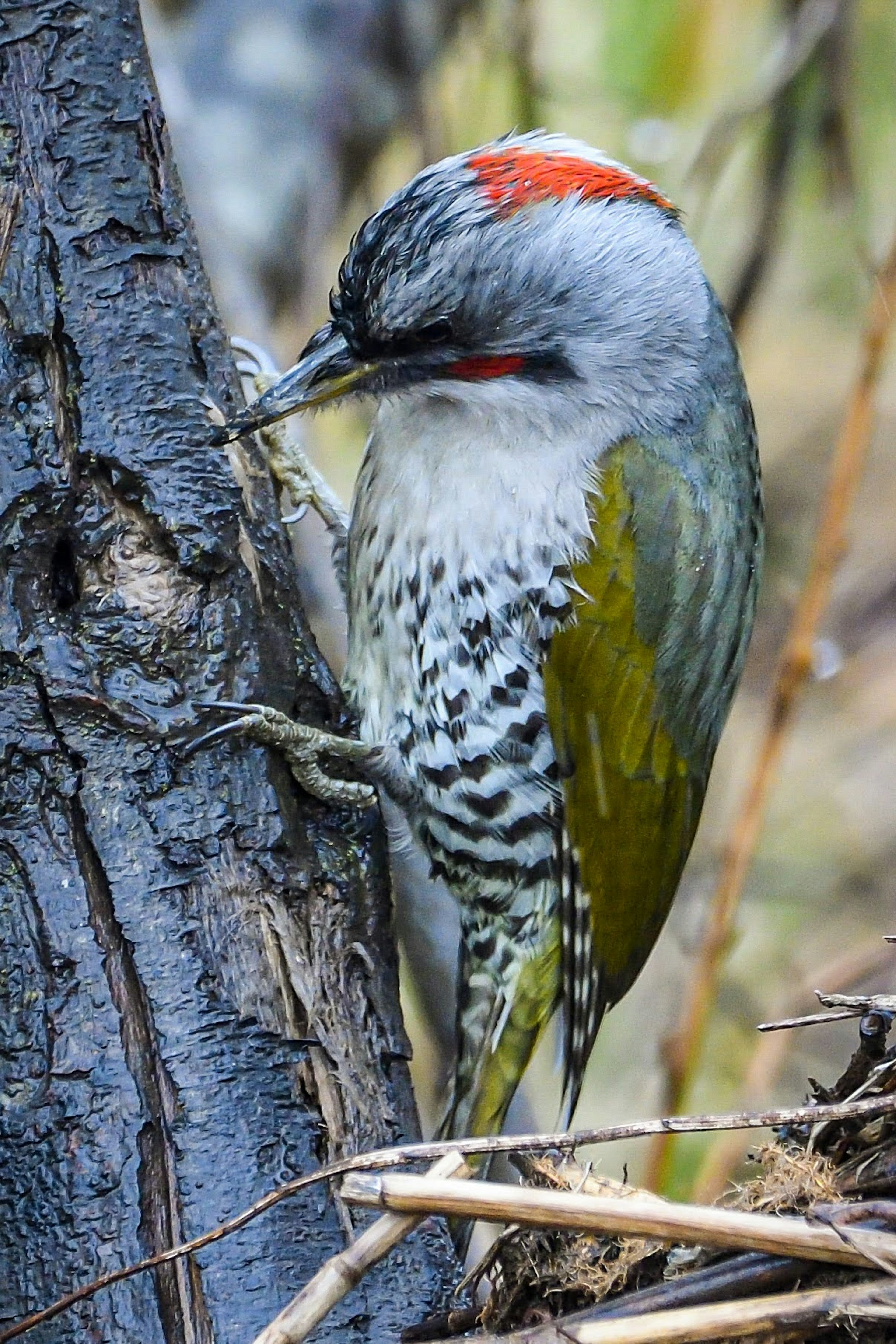 Close-up of a beautiful bird perched on a tree featuring a red head and green body