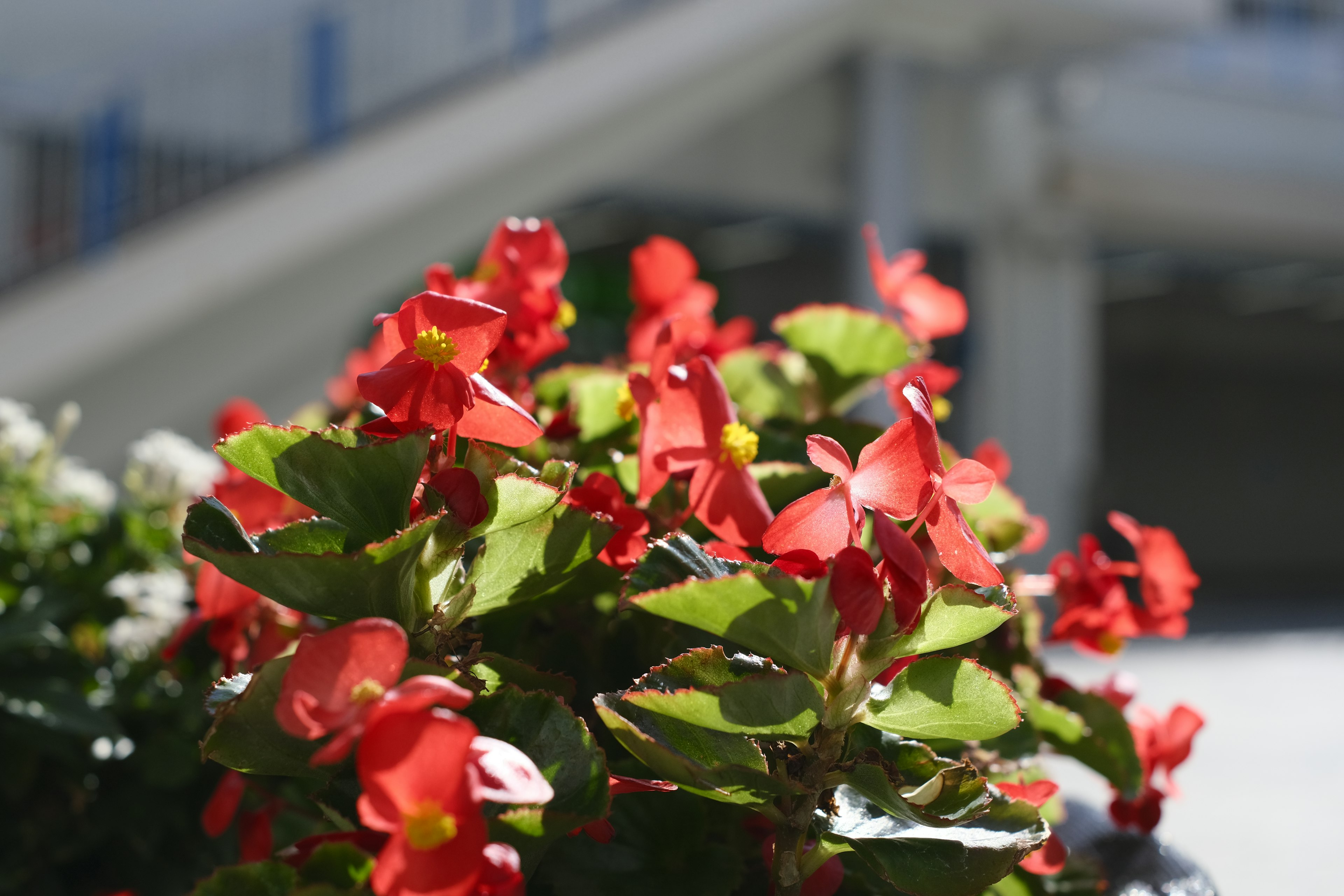 Close-up of vibrant red begonias with green leaves