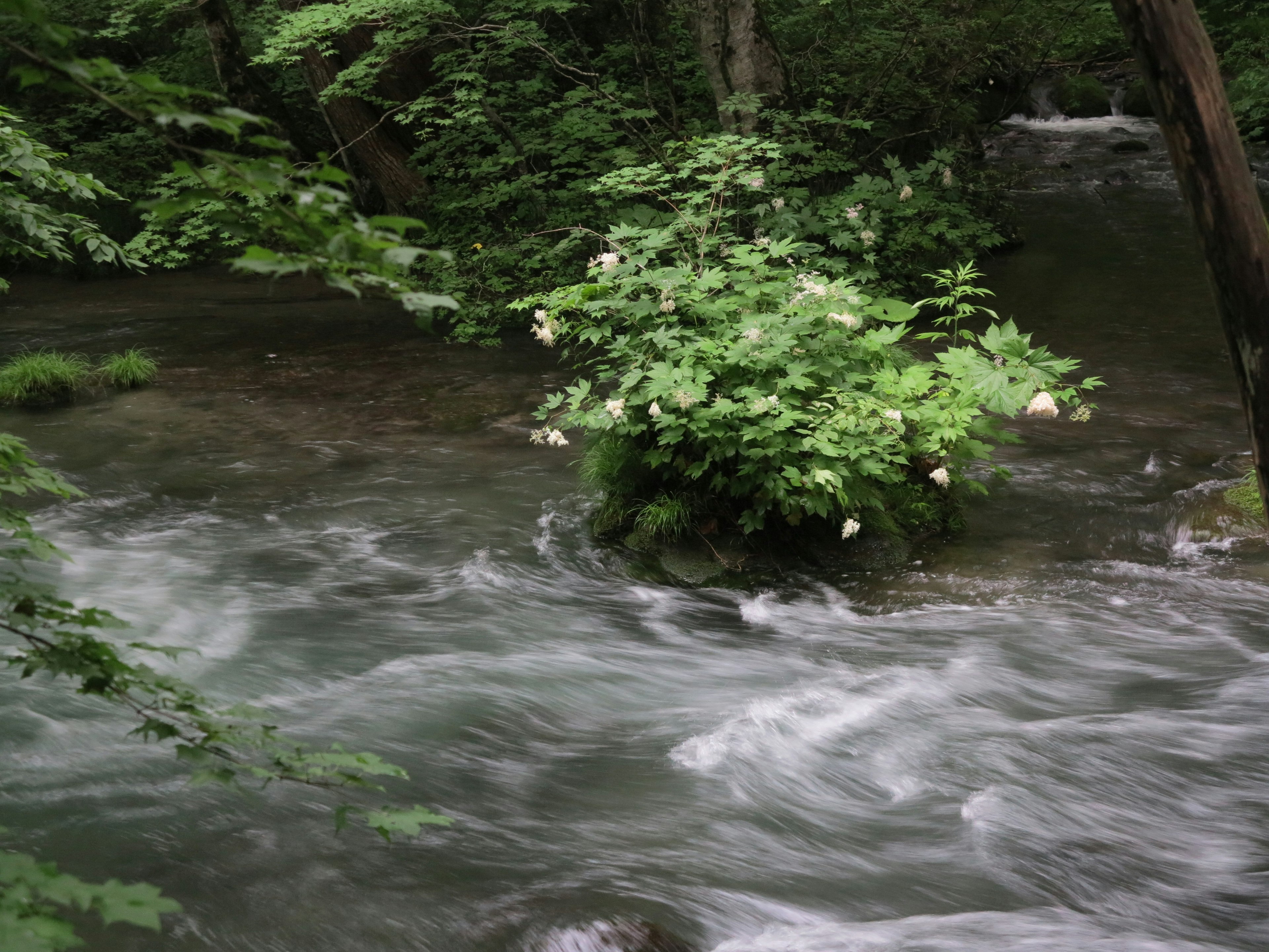 Fiume che scorre attraverso la vegetazione lussureggiante con un'isola di piante