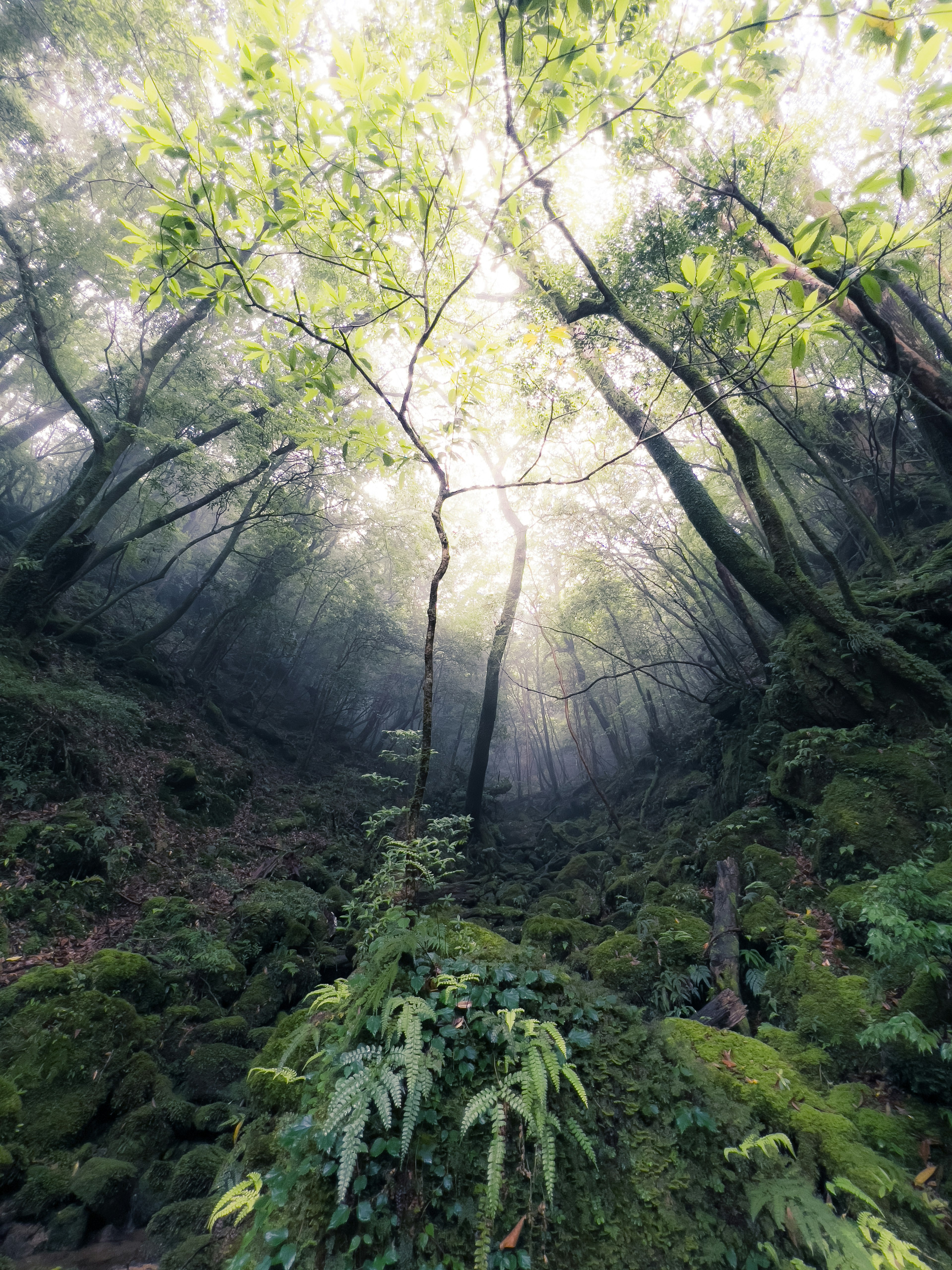 A beautiful scene of a misty forest with vibrant green leaves