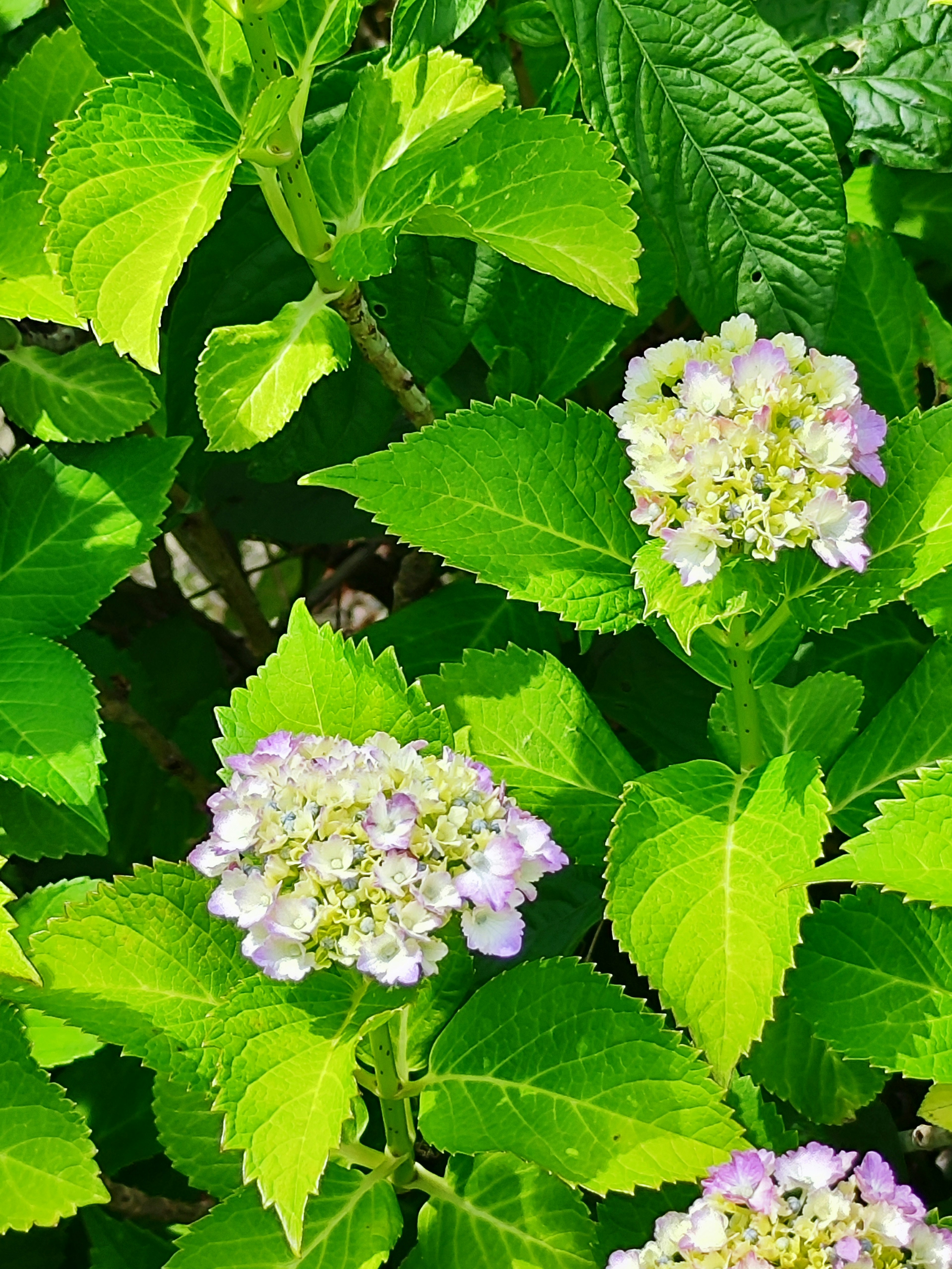 Close-up of hydrangea flowers with green leaves and light purple blooms