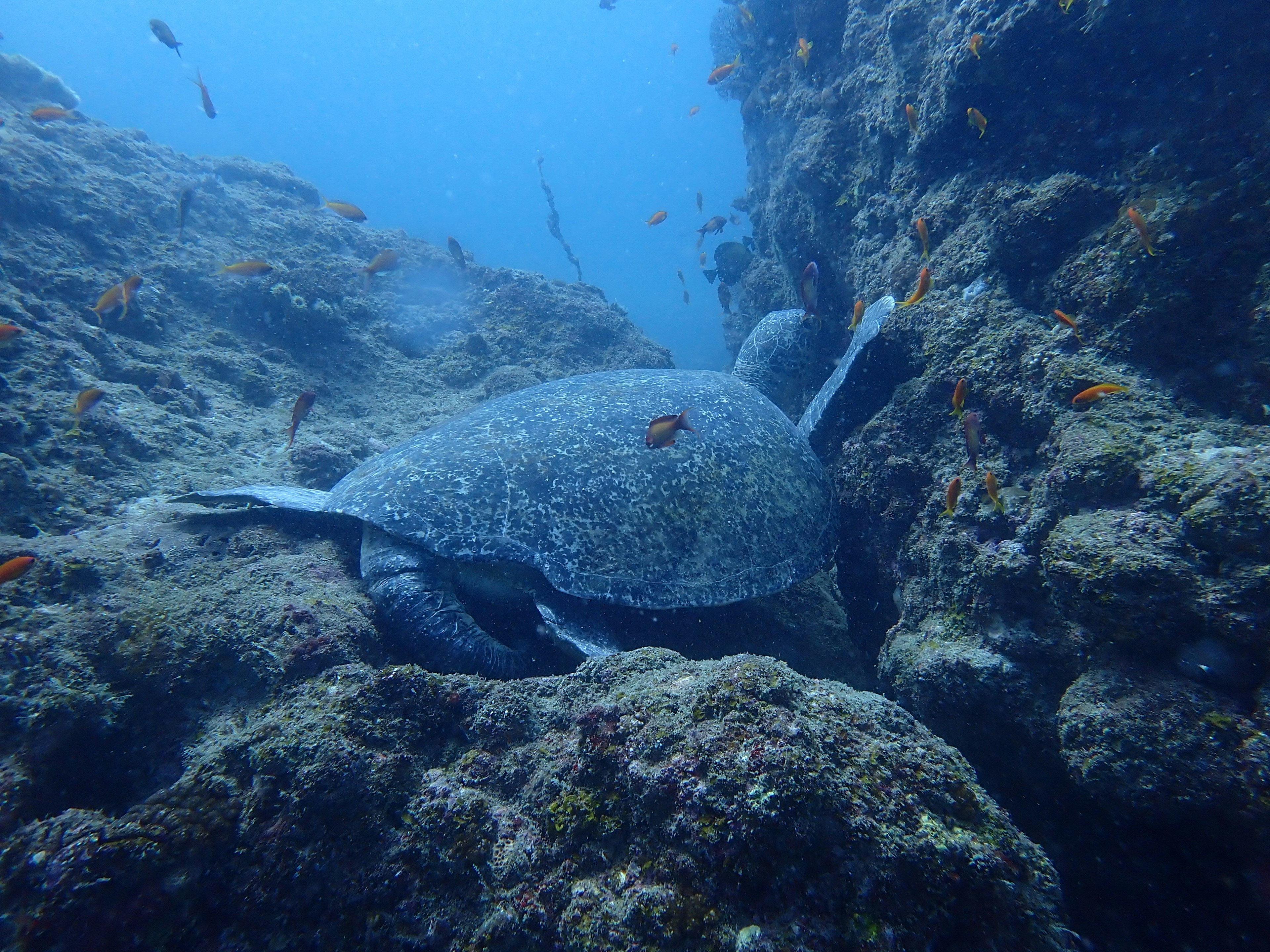 Una tortuga marina descansando entre las rocas con peces coloridos nadando cerca