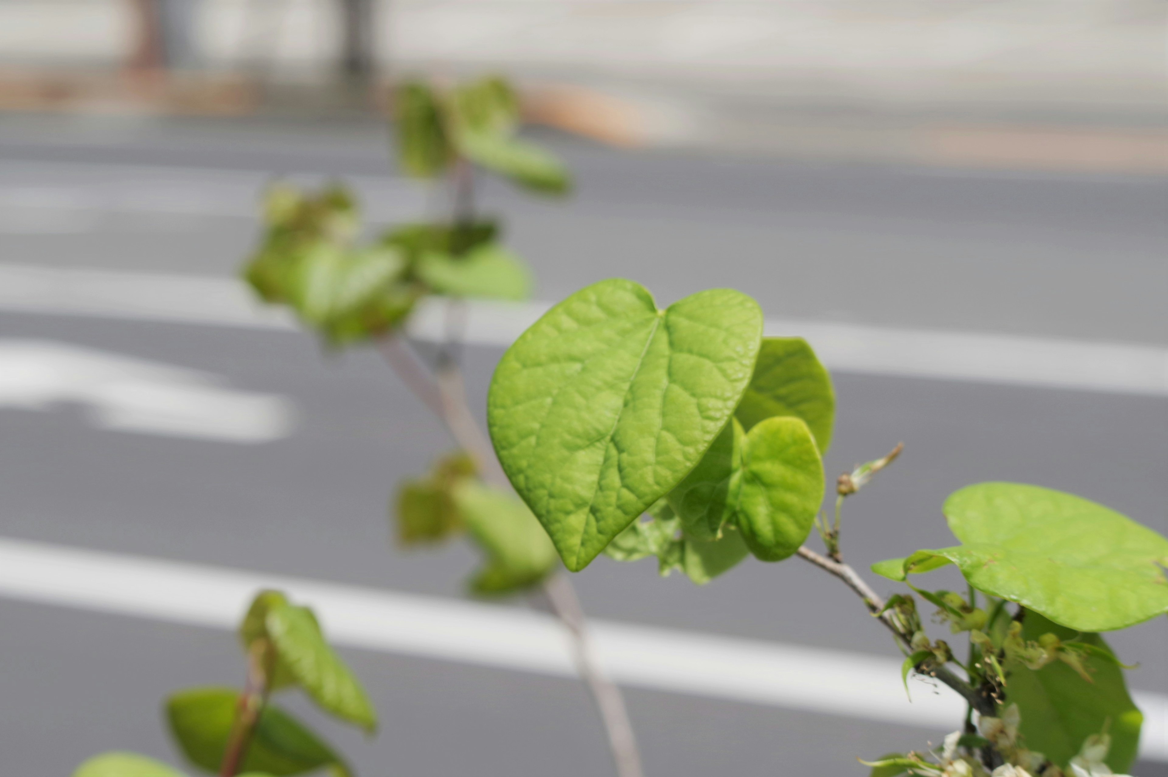 鮮やかな緑色の葉が道路の近くにある