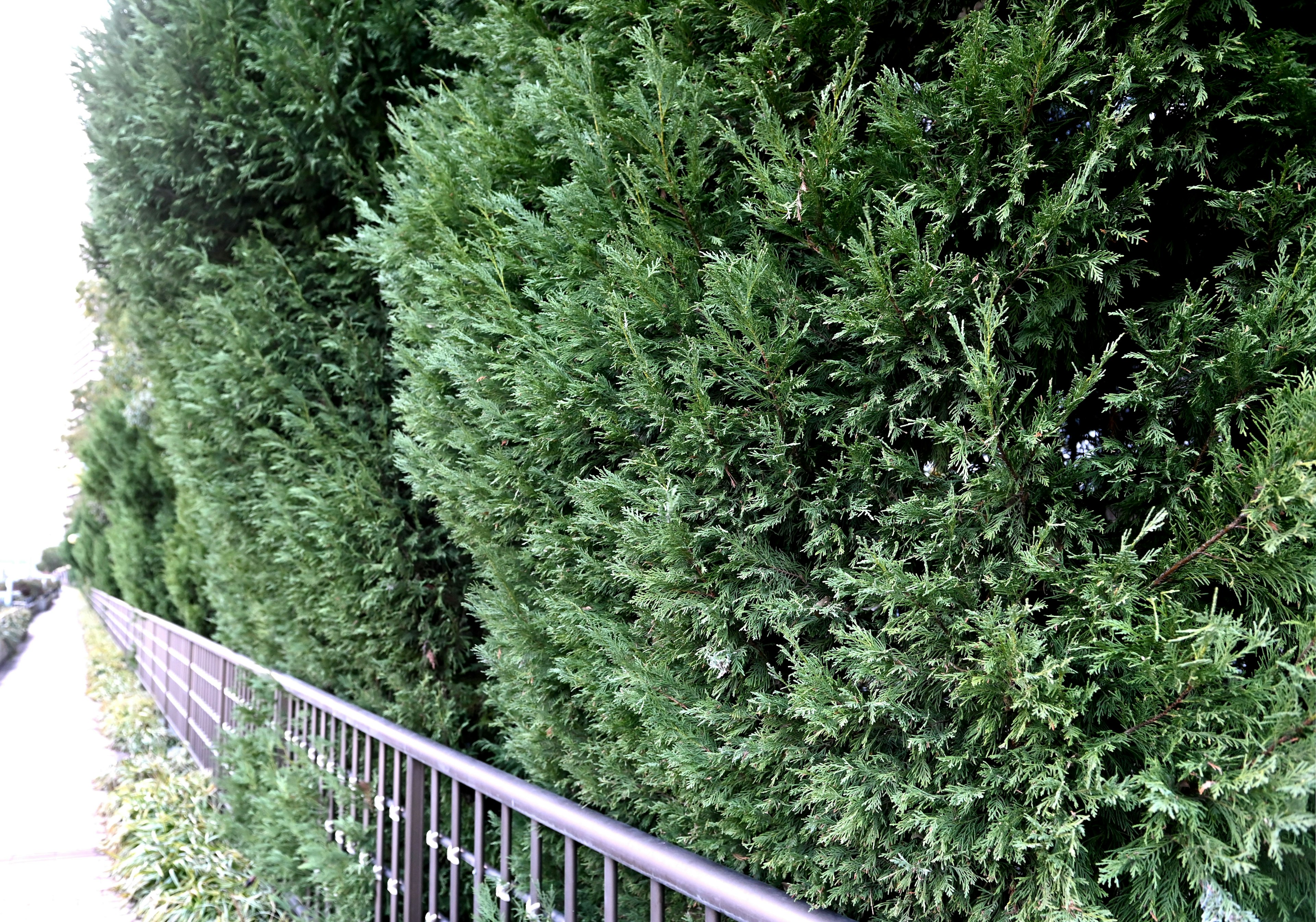 Image of green hedges alongside a metal fence