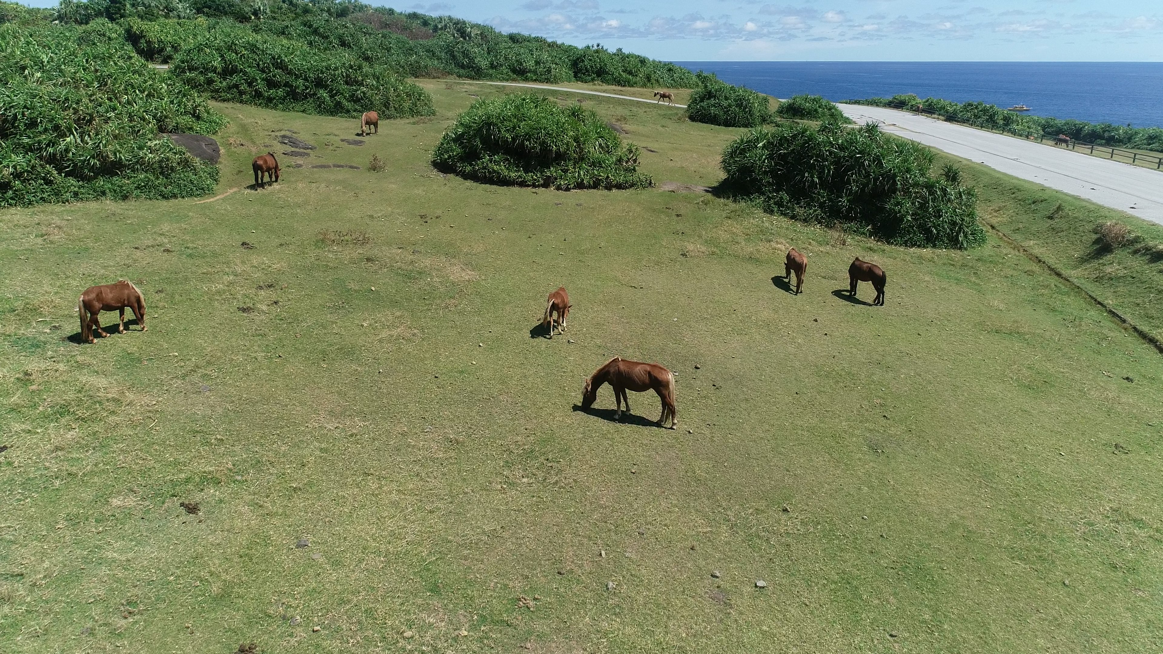 Un troupeau de bovins paissant près de l'océan