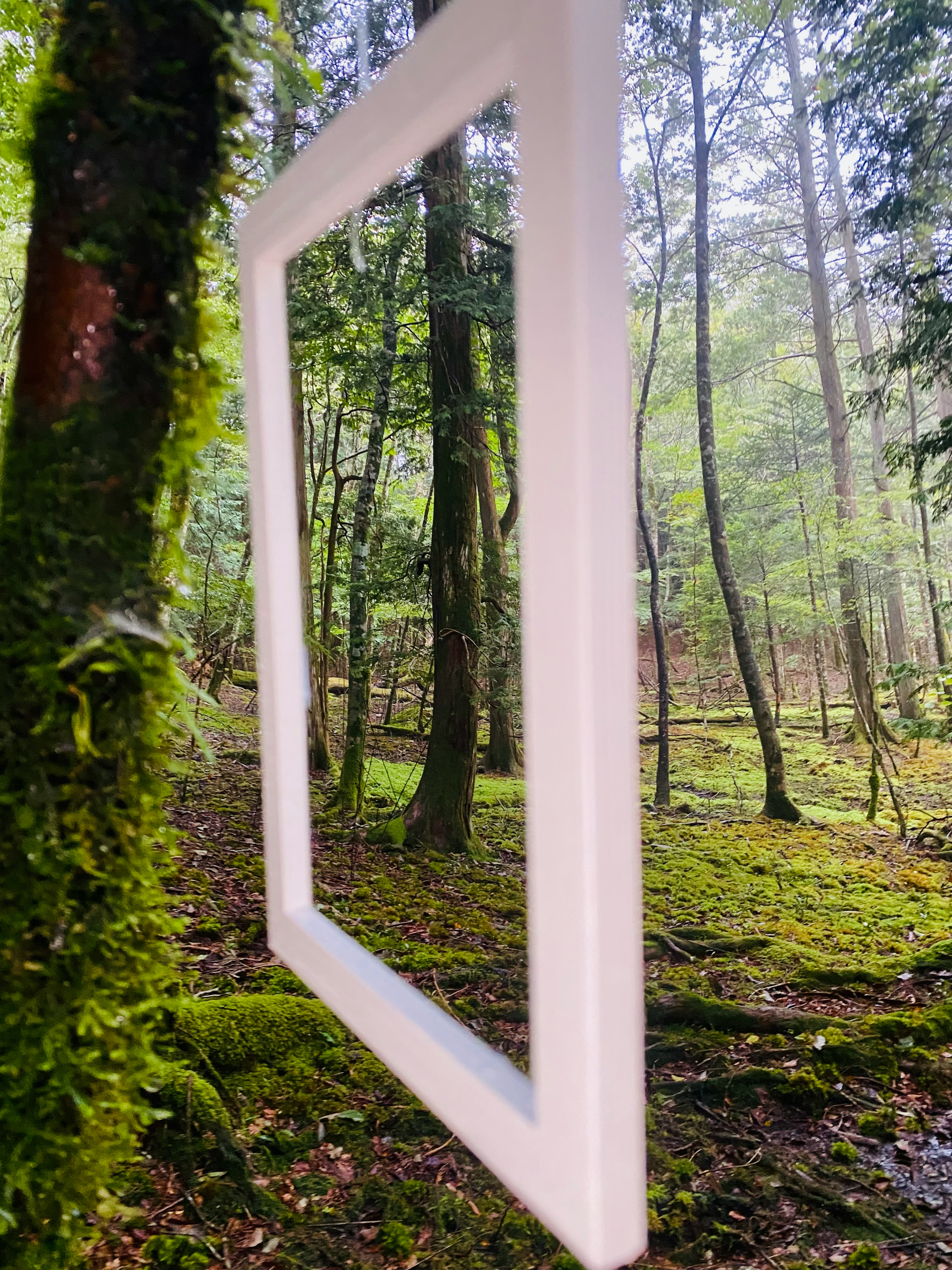 Un cadre blanc suspendu dans une forêt avec de la mousse verte et des arbres