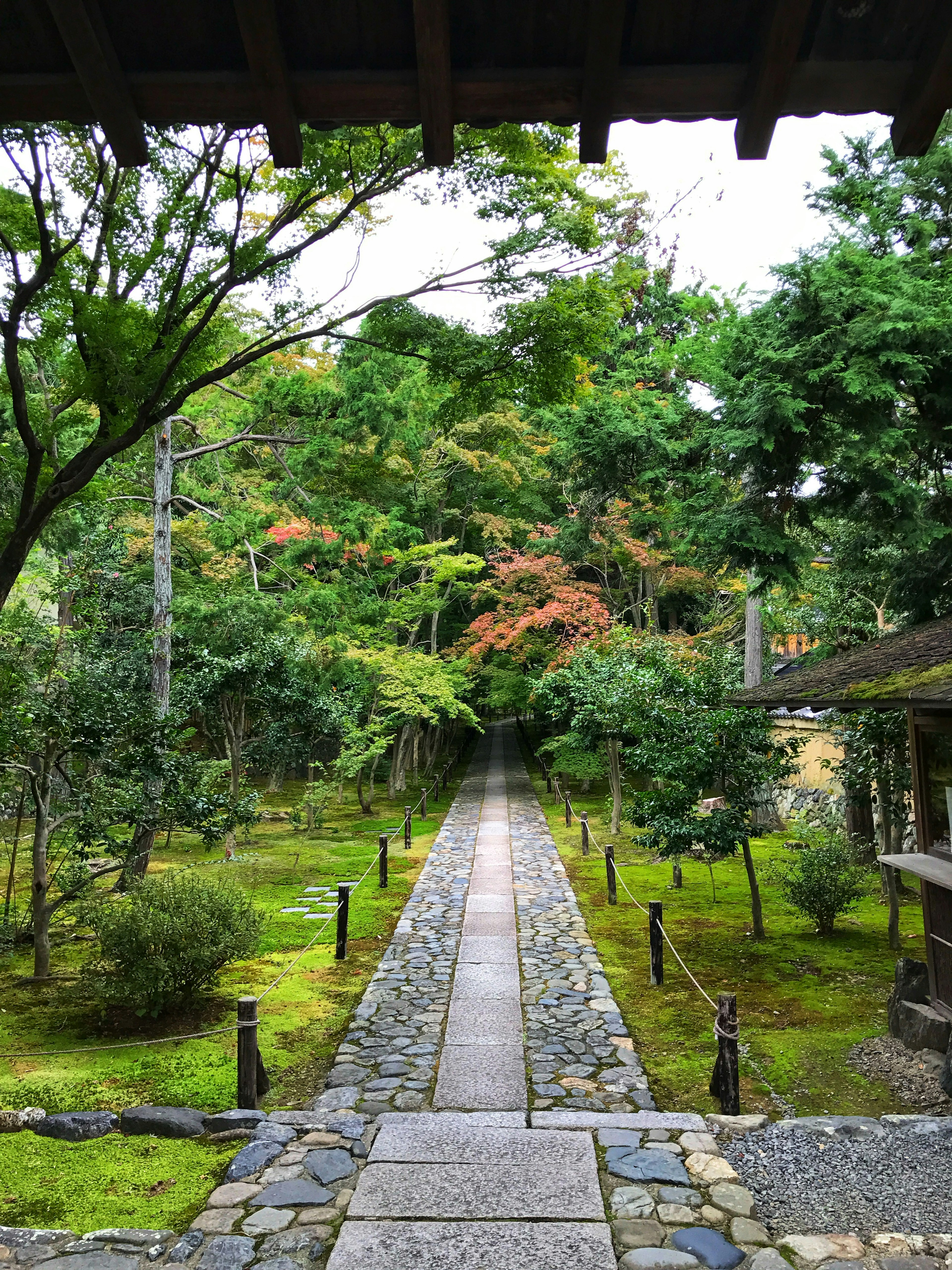 Pathway through a lush garden with surrounding trees