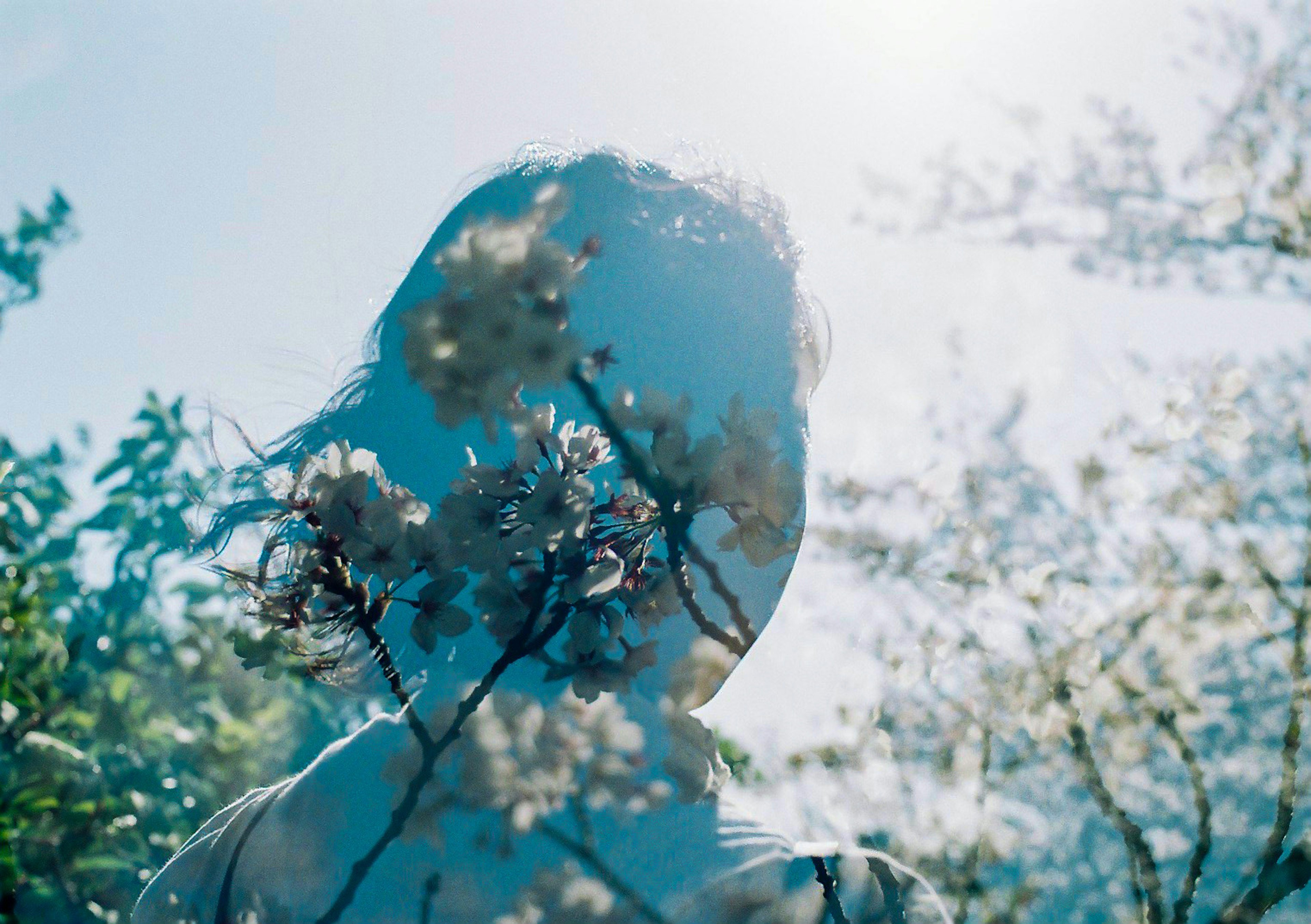 Silhouette of a person standing in front of flowering trees against a blue sky