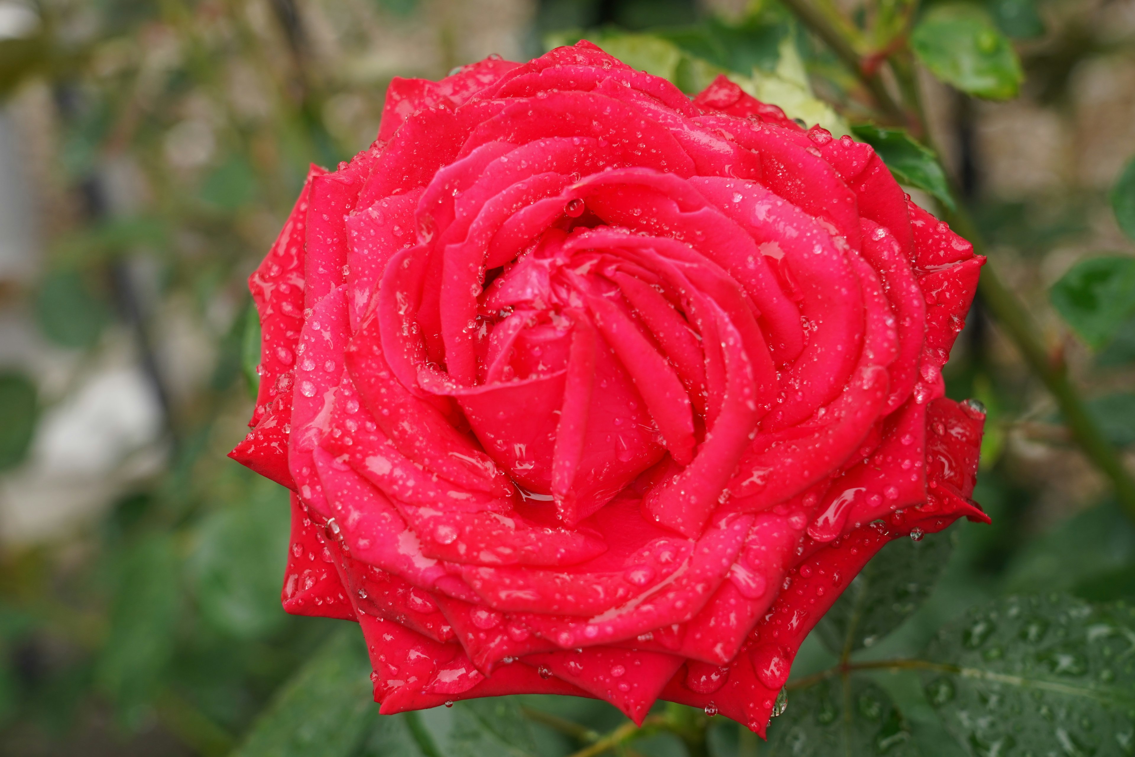 Pétalos de rosa rojos vibrantes con gotas de agua