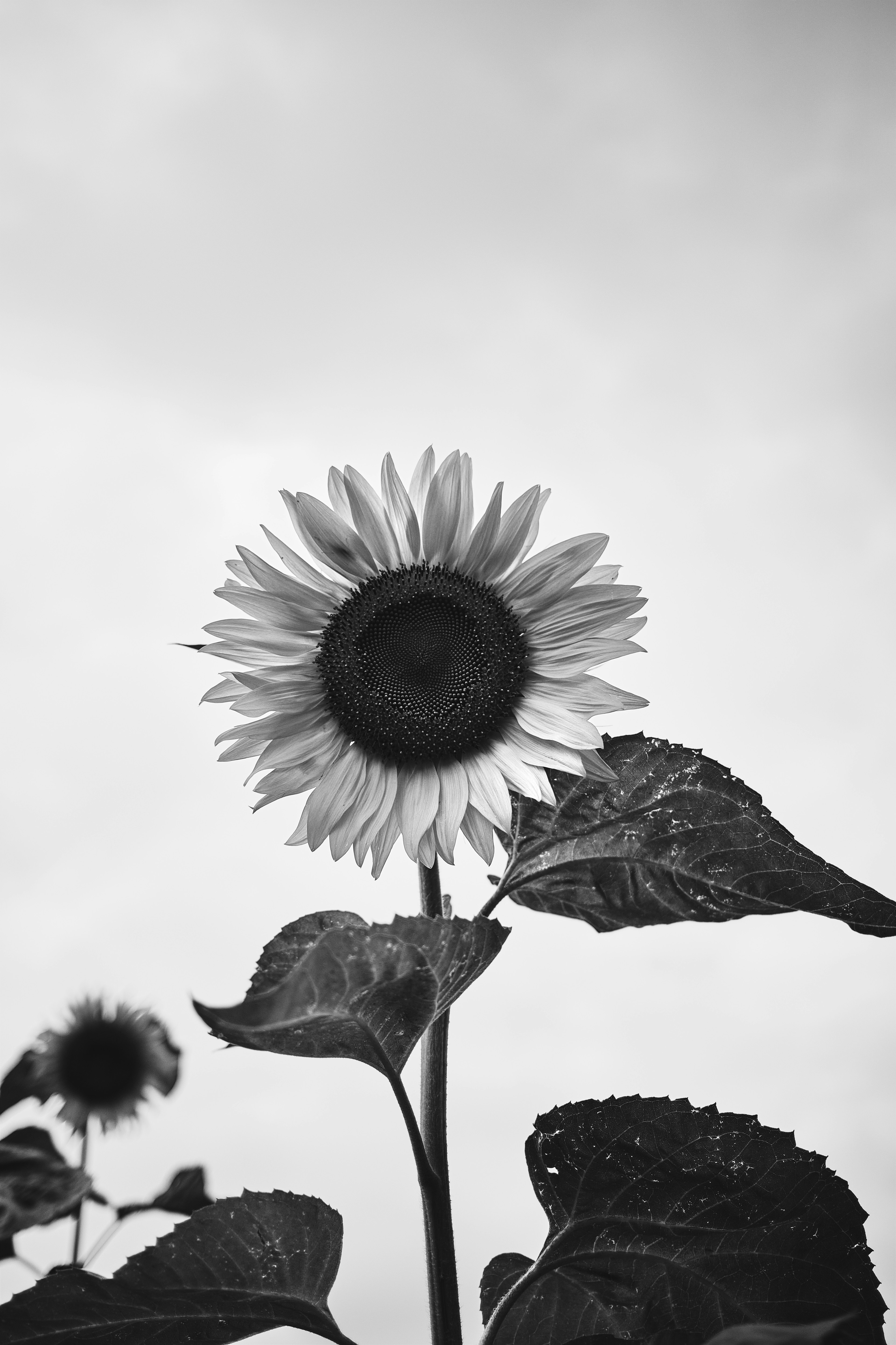 Sunflower blooming against a black and white background