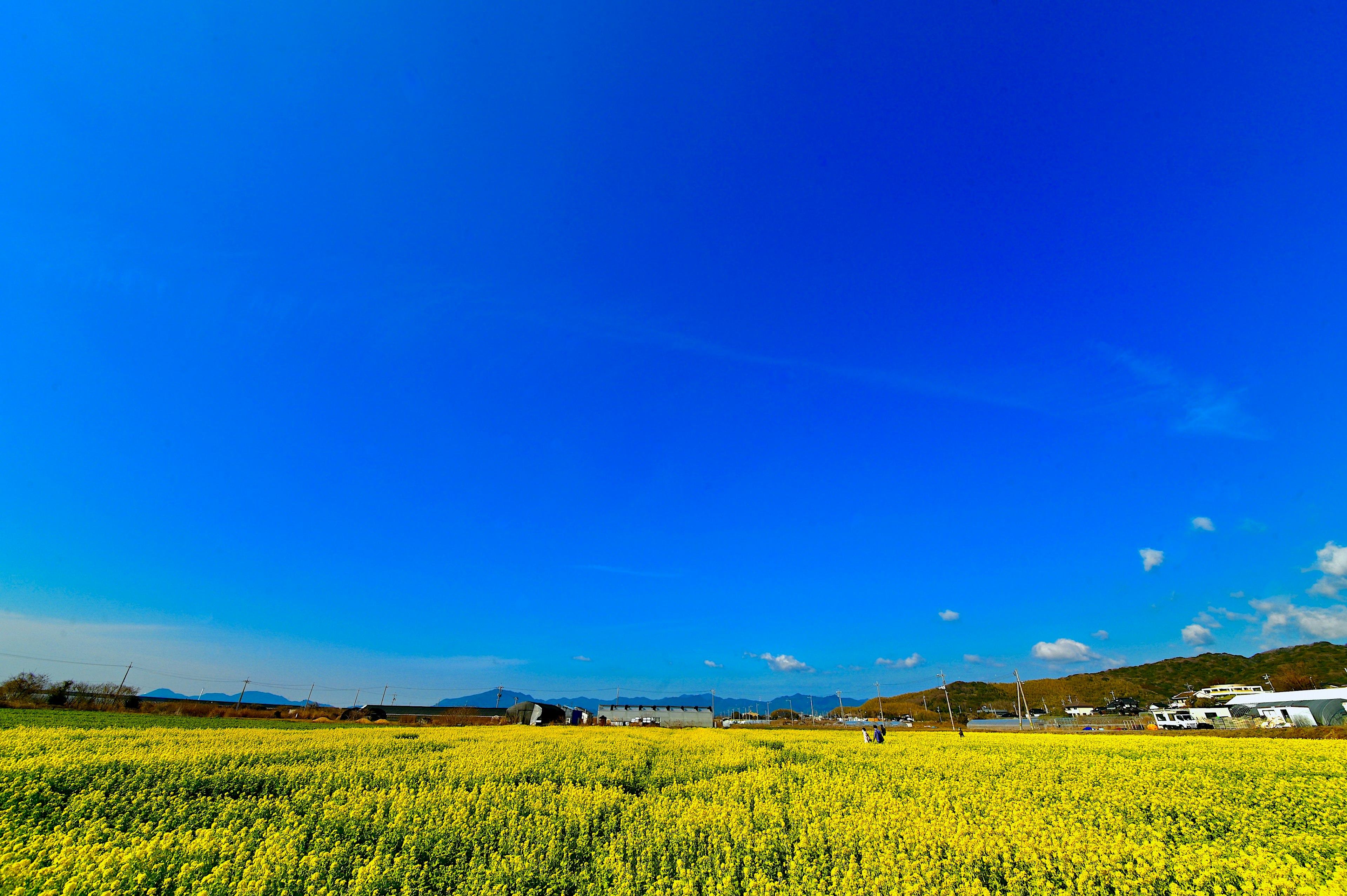 Lebendige gelbe Blumenfelder unter einem klaren blauen Himmel