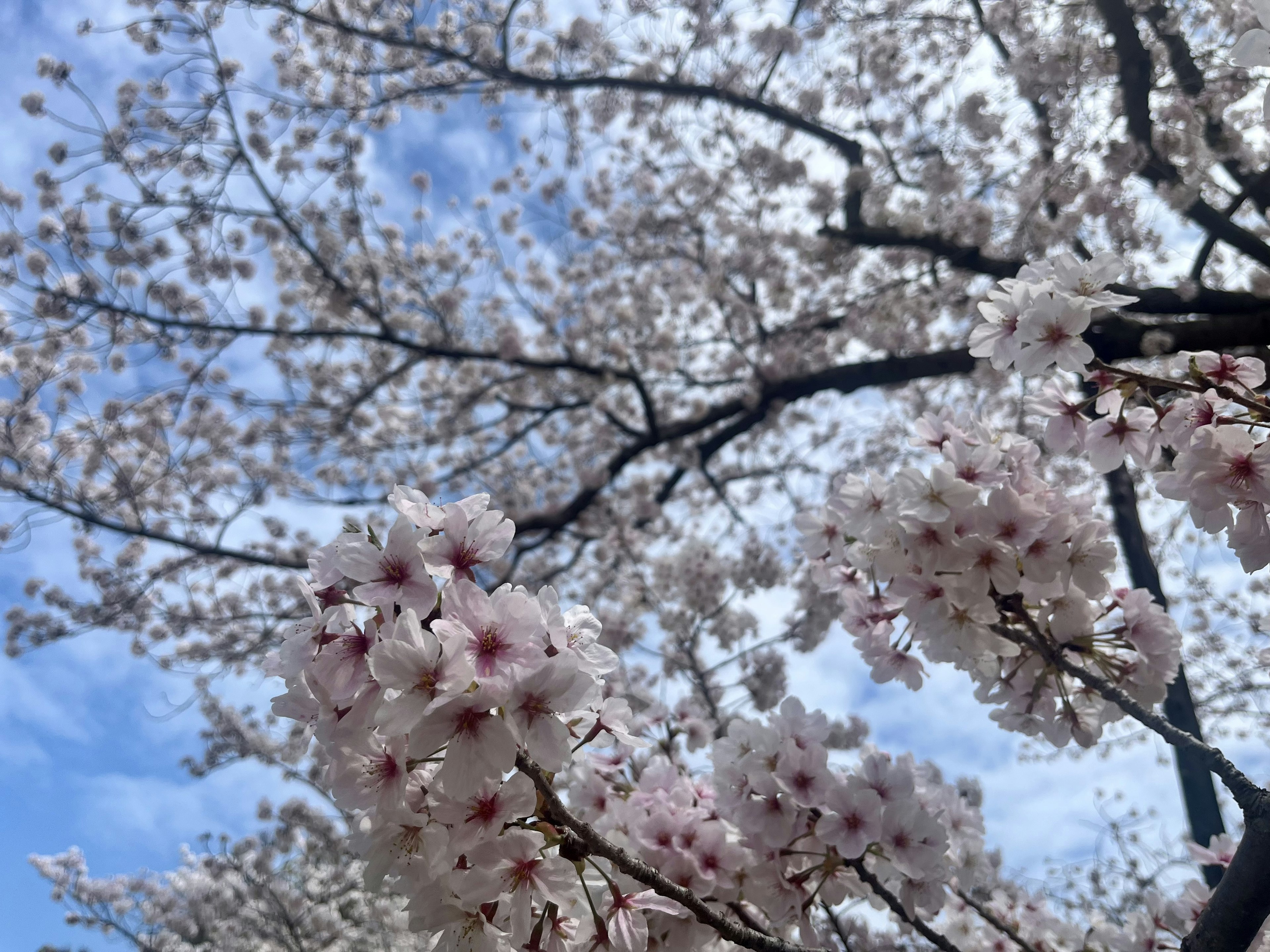 Cherry blossoms in full bloom under a blue sky