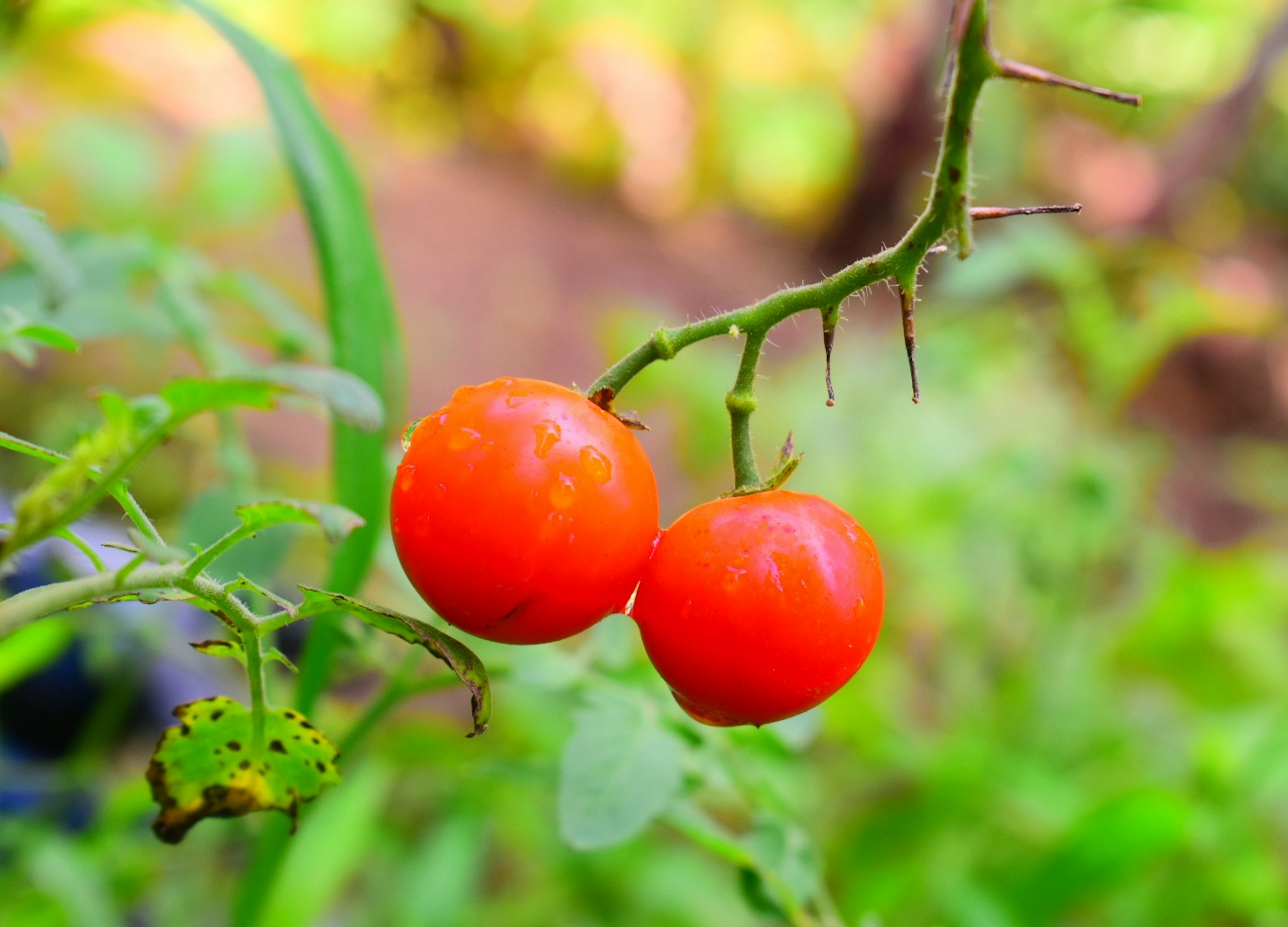 Deux tomates rouges mûres poussant sur une branche épineuse entourée de feuilles vertes