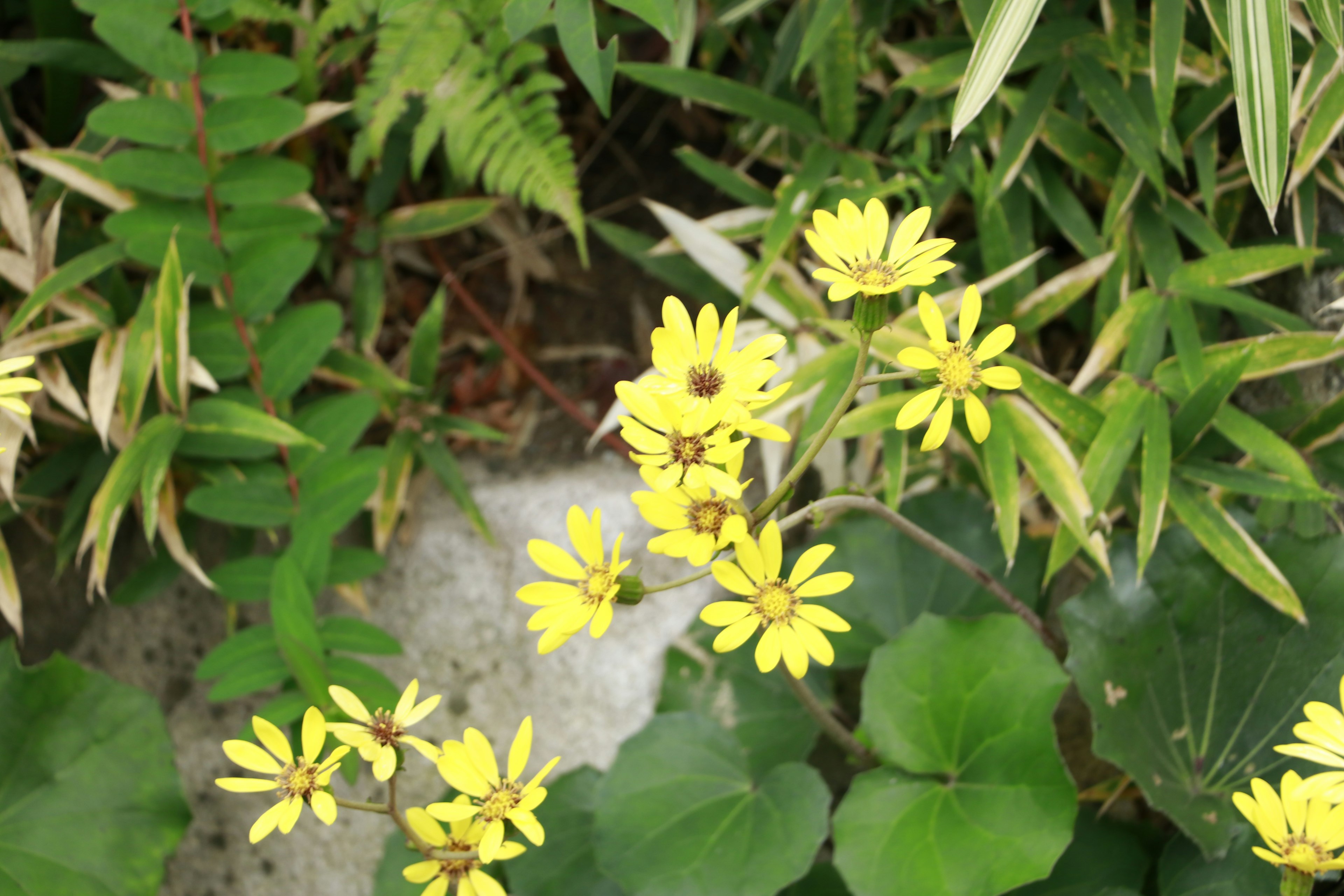 绿色叶子间盛开的黄色花朵特写