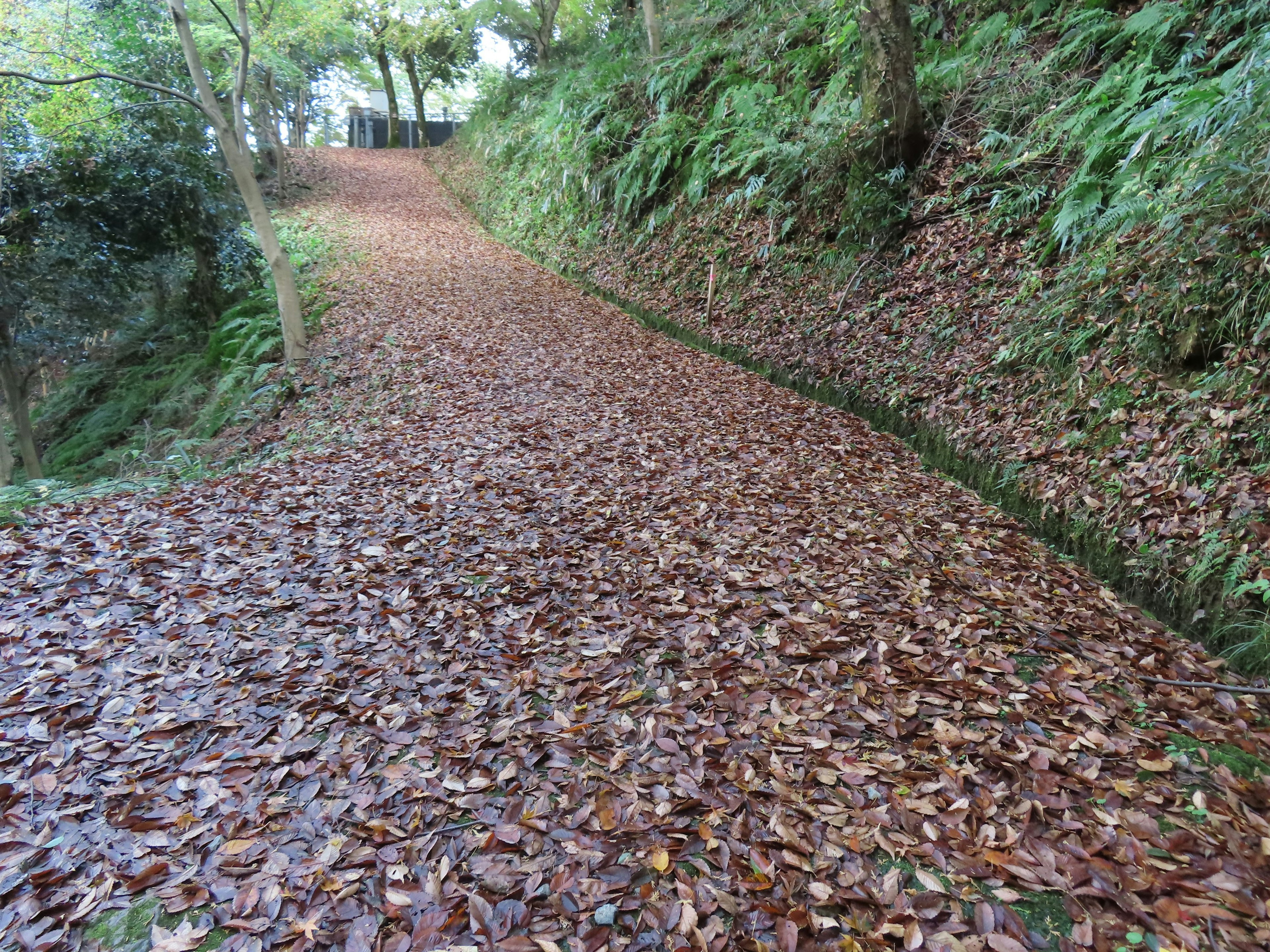 Pathway covered with fallen leaves surrounded by greenery