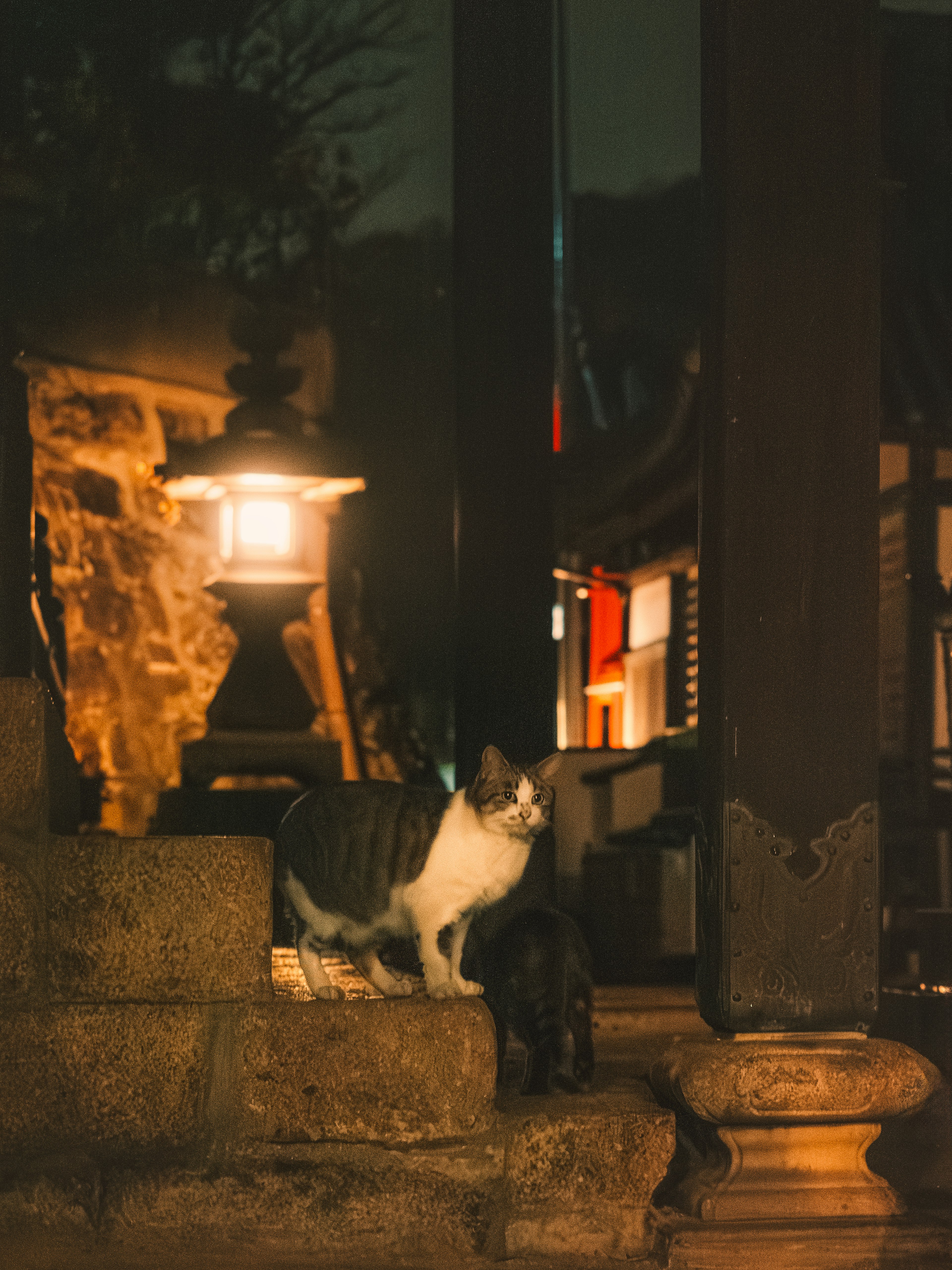 Un chat devant un bâtiment traditionnel la nuit avec une lanterne