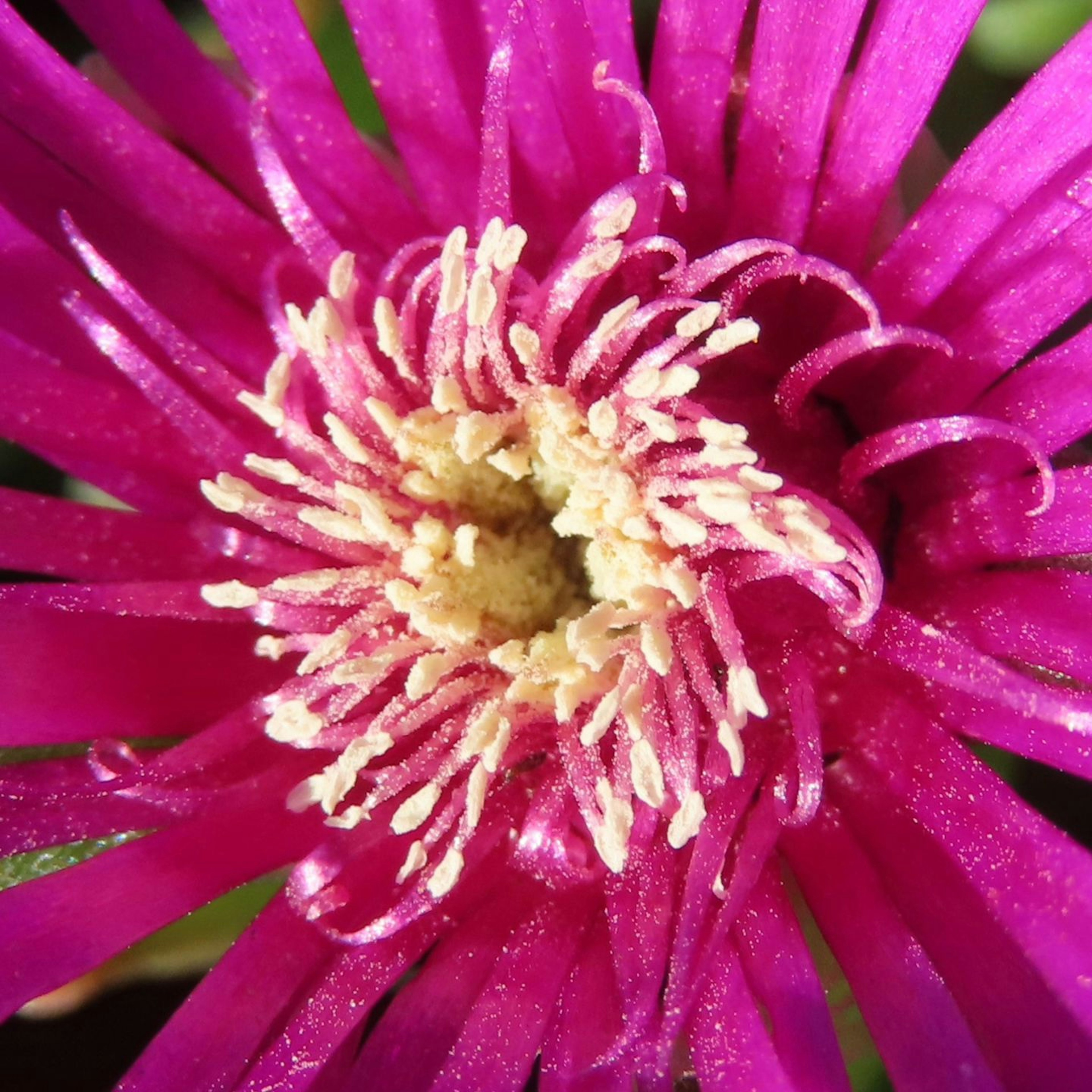 Gambar close-up bunga pink cerah dengan banyak kelopak ramping dan pusat kuning