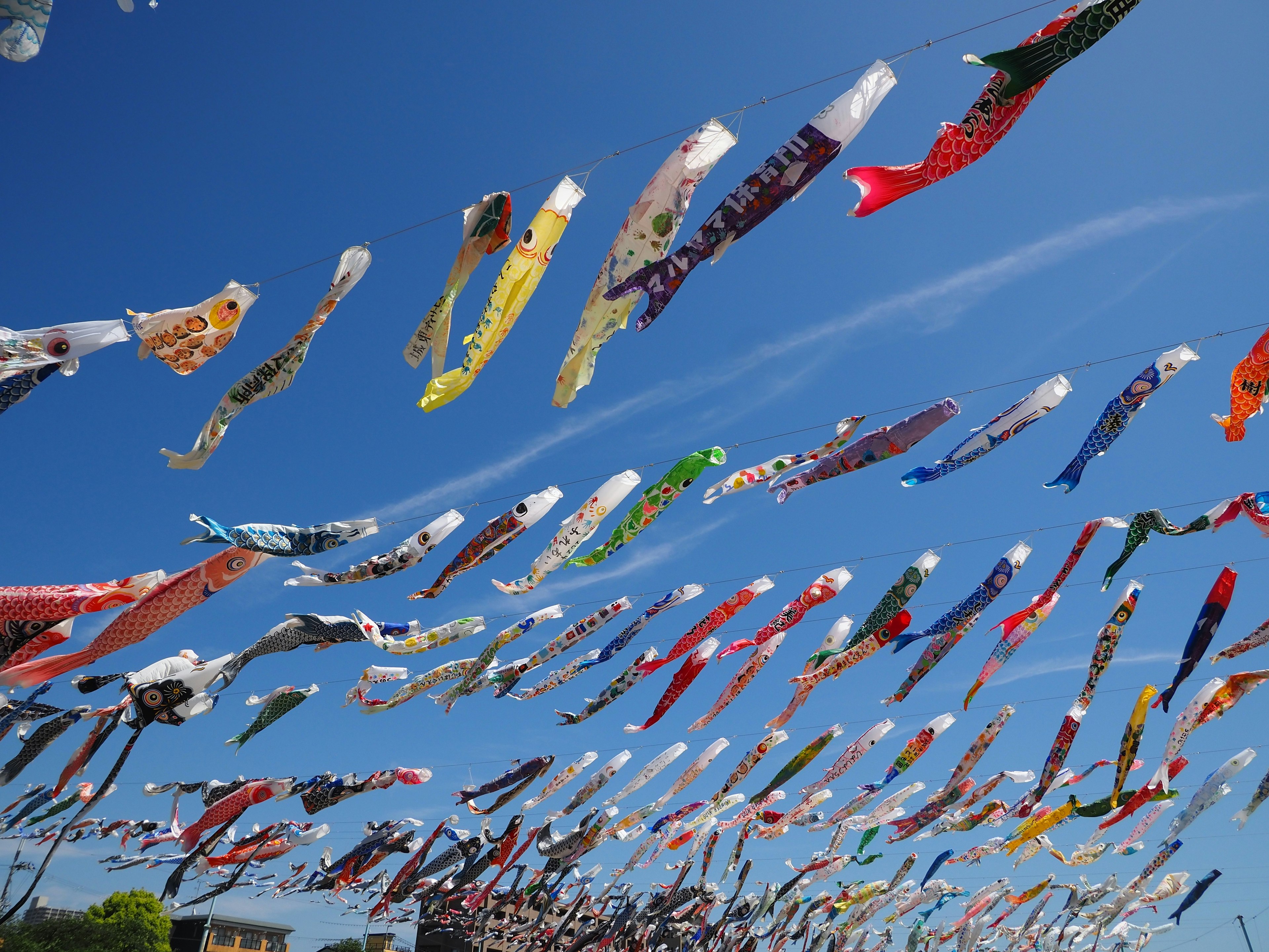 Colorful koi flags flying in a clear blue sky