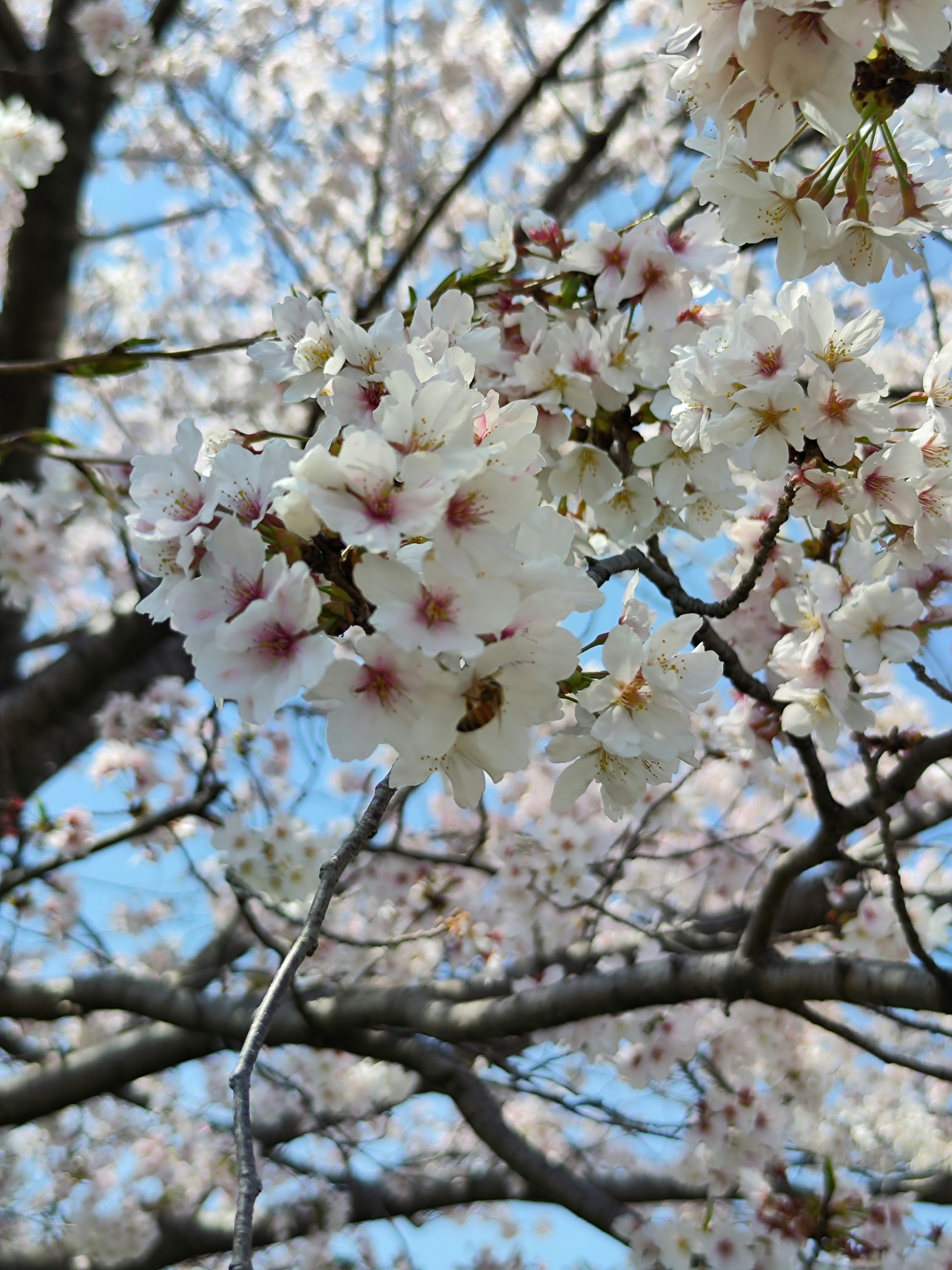 Nahaufnahme von Kirschblüten an einem Baumzweig vor blauem Himmel