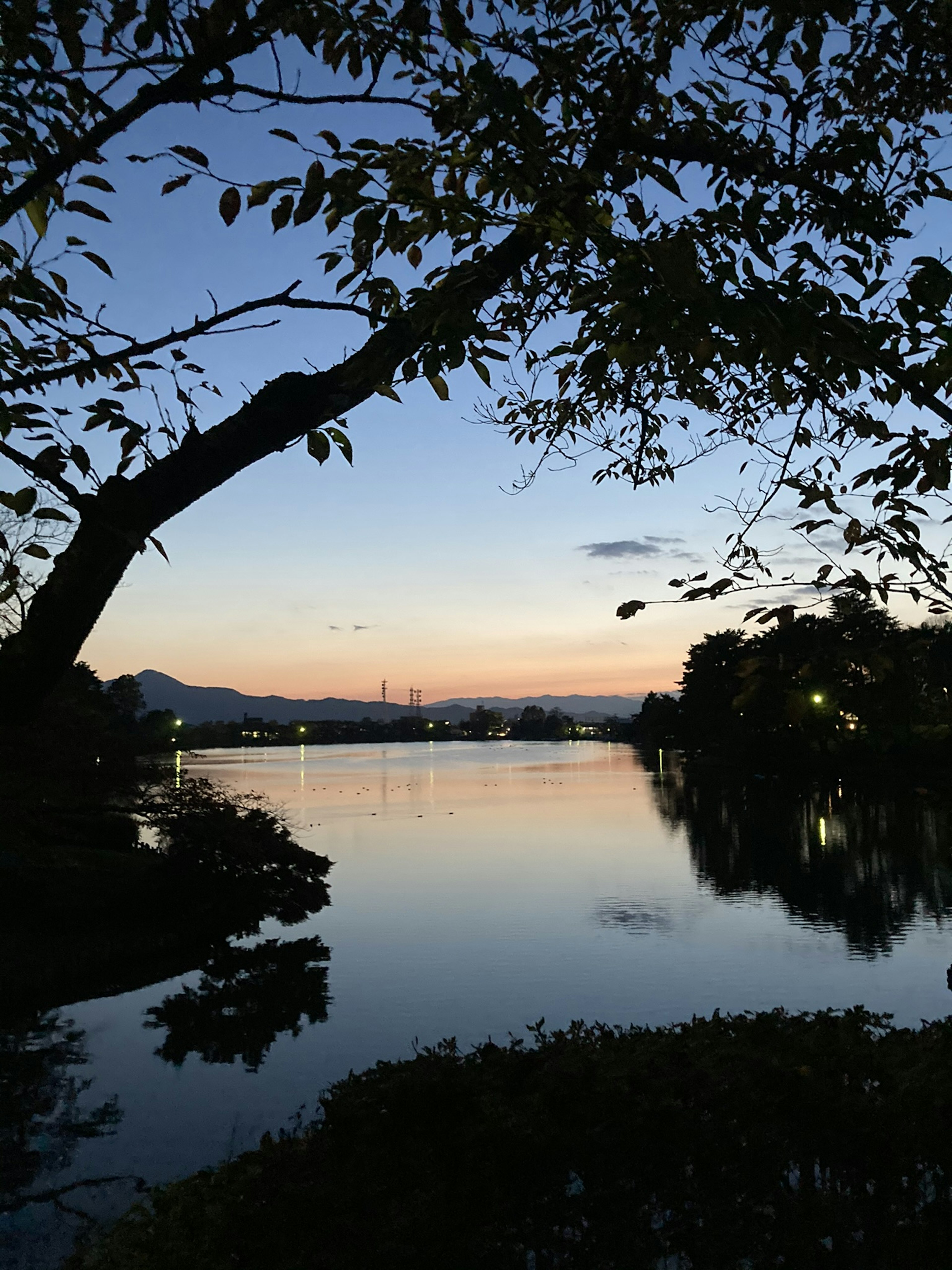 静かな湖の夕暮れに沿って伸びる木の枝と反射する水面