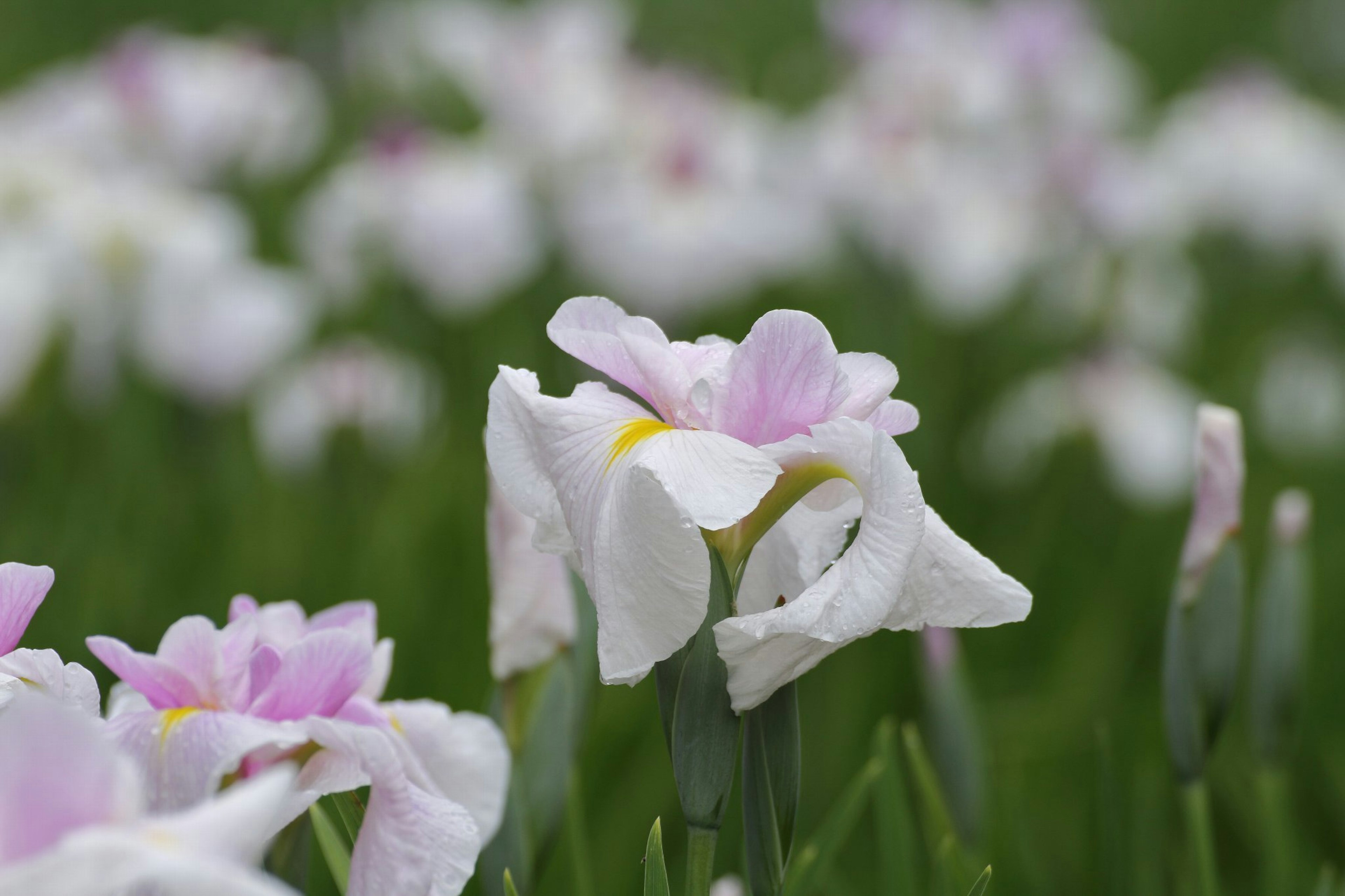 Weiße Blumen mit hellvioletten Blütenblättern blühen zwischen grünem Gras