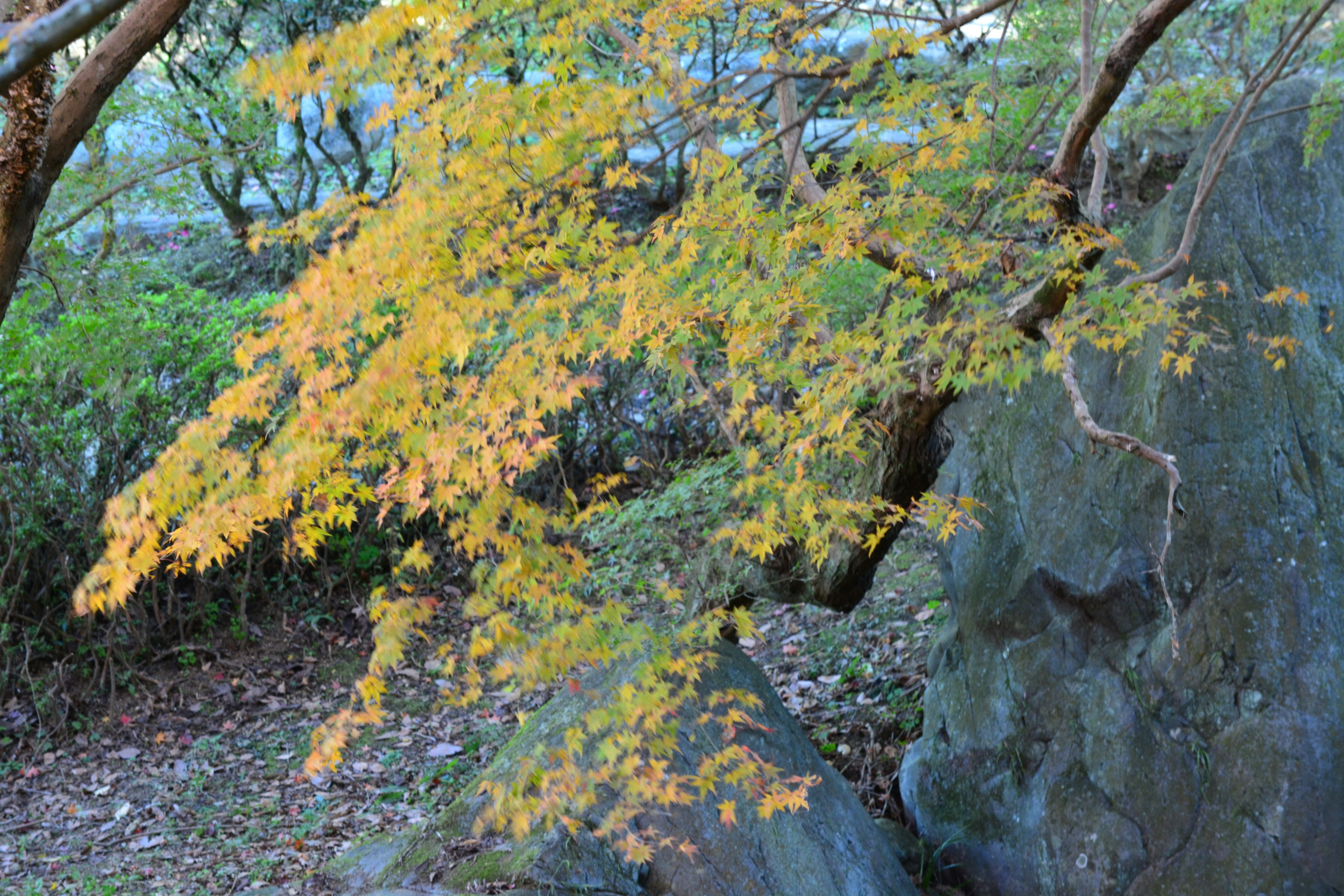 黄色い葉が特徴的な秋の木と岩の風景