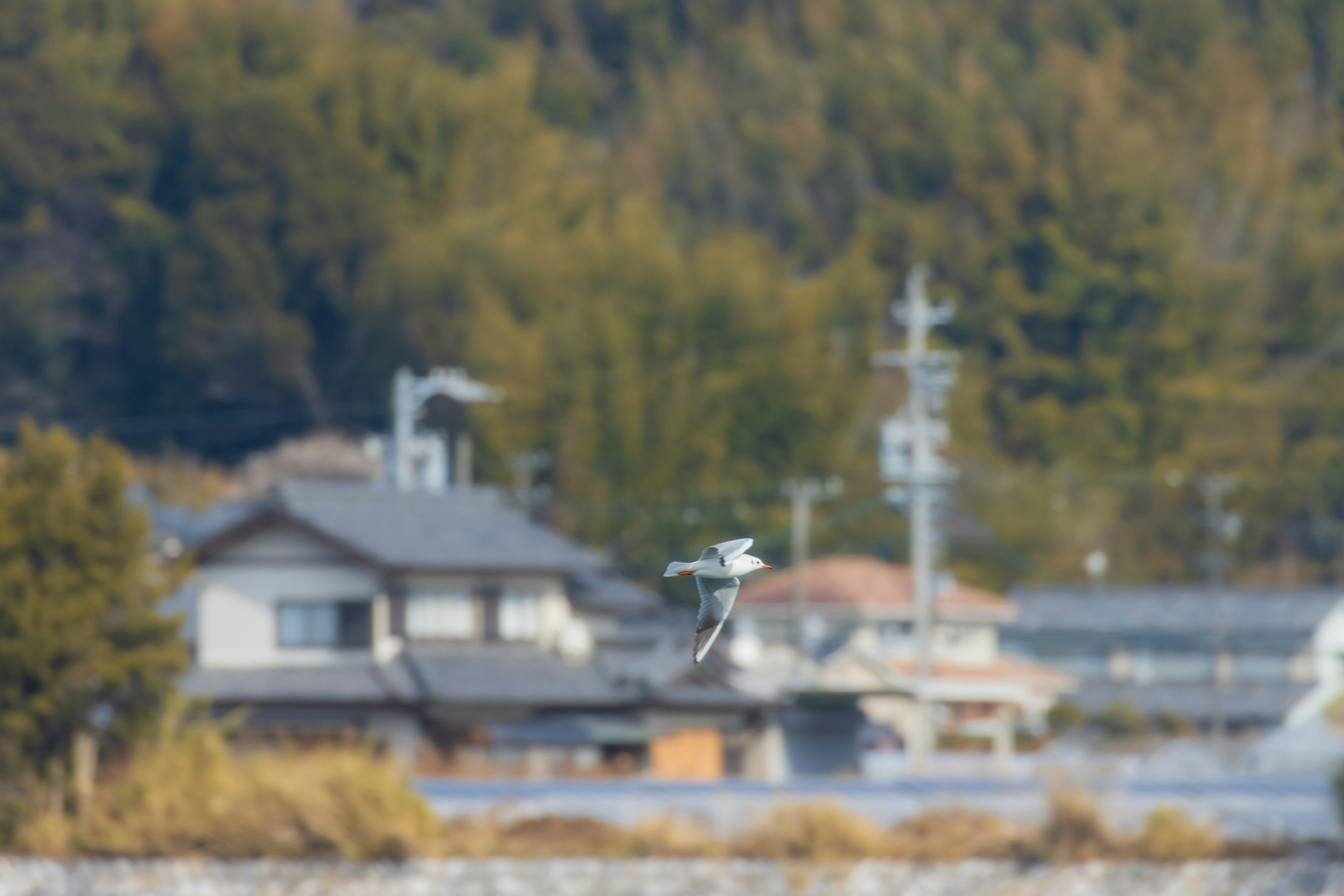 青い空を背景に白い鳥が飛んでいる田舎の風景