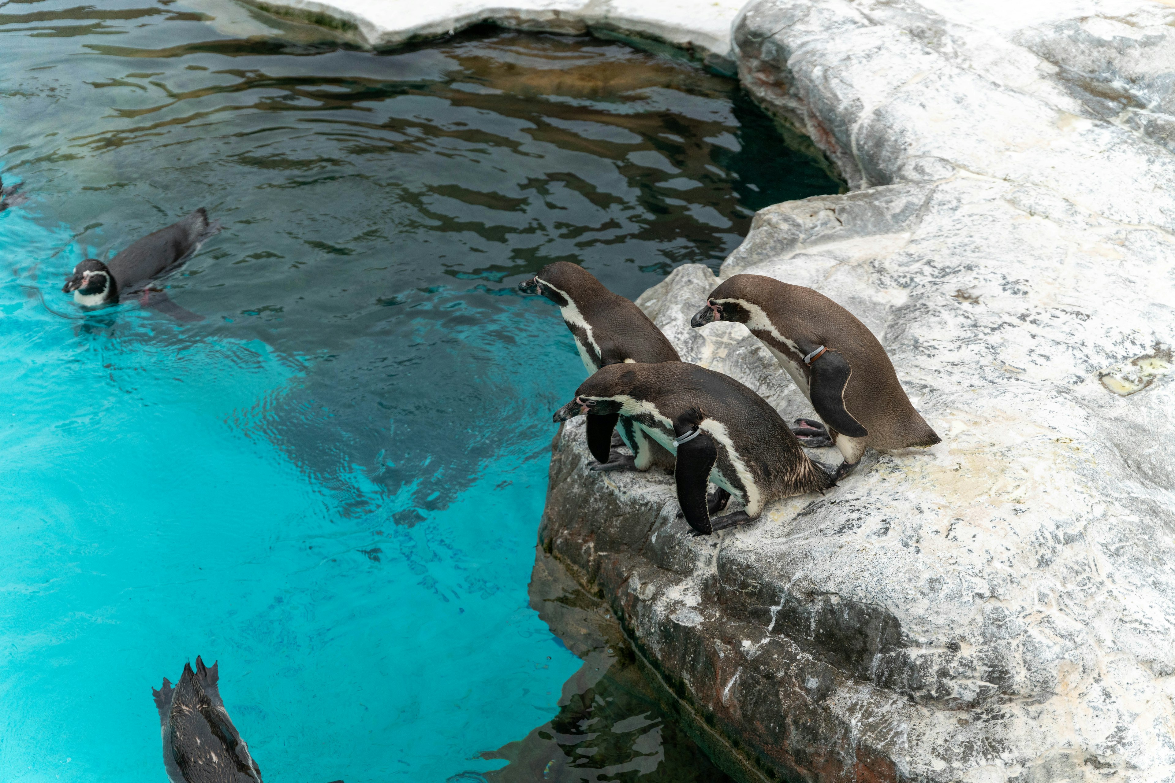 Pingüinos reunidos junto a una piscina turquesa