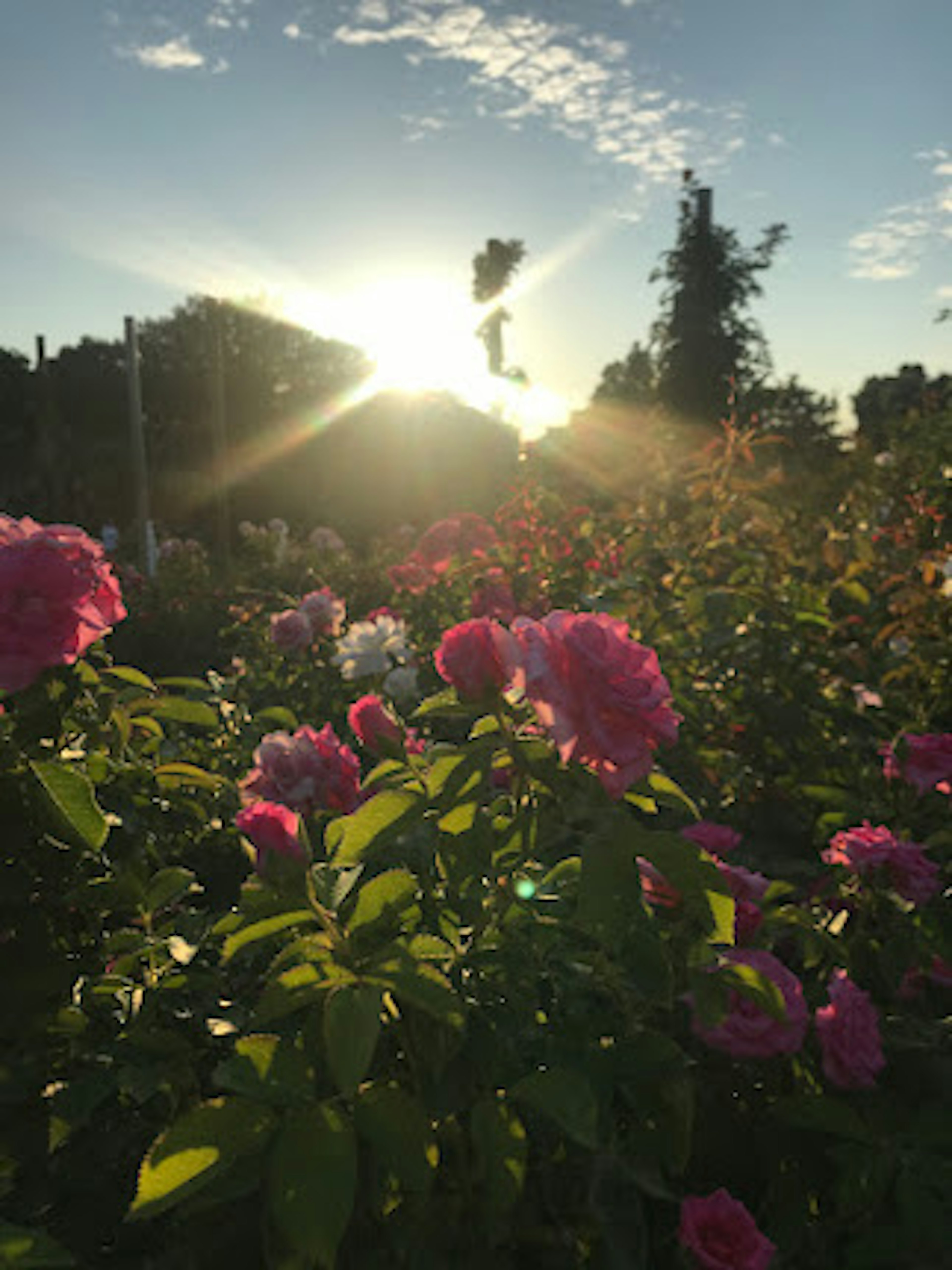 Magnifica scena di rose in fiore con il tramonto sullo sfondo