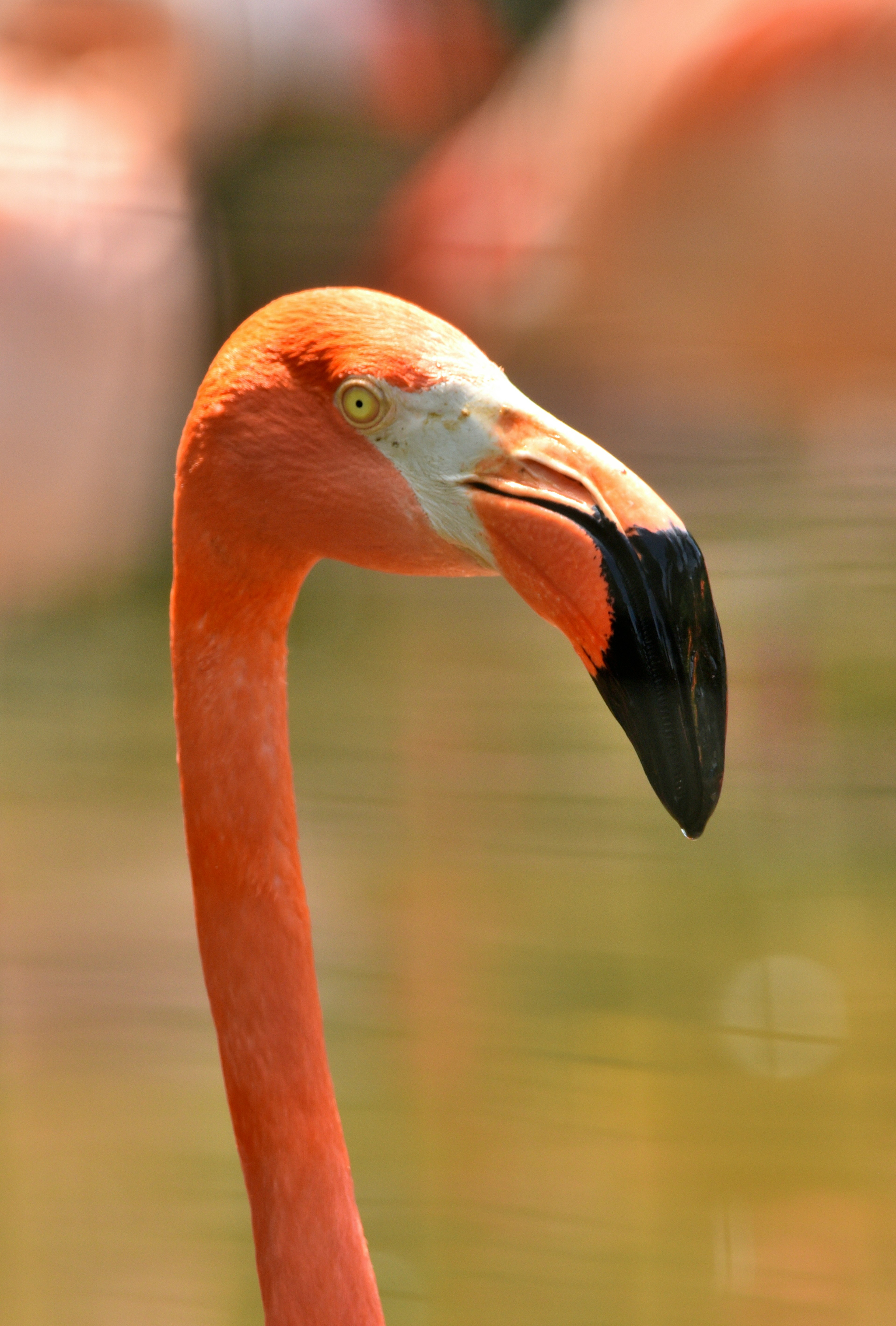 Nahaufnahme eines Flamingos mit leuchtend orangefarbenem Hals und schwarzem Schnabel