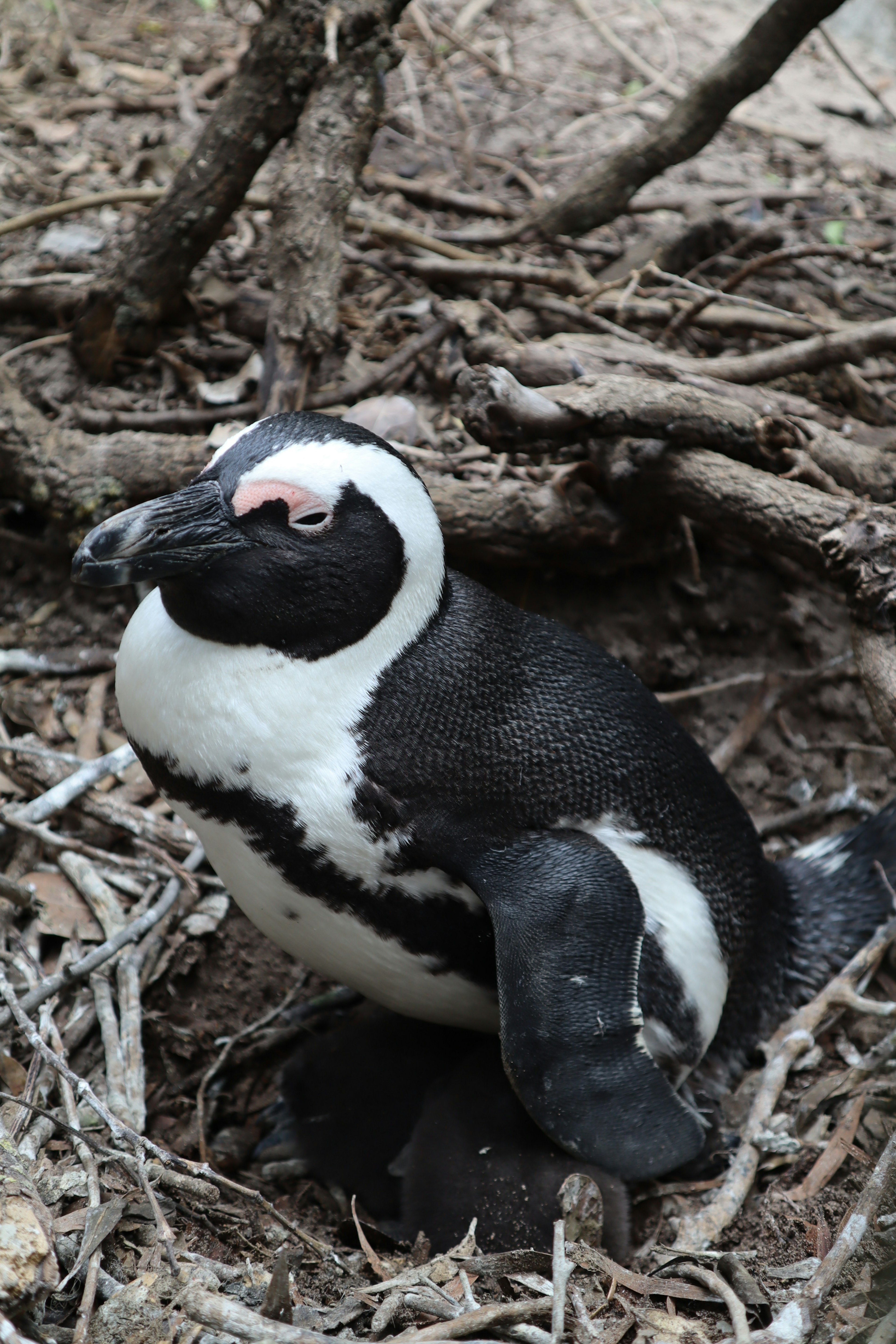 Pingouin africain assis dans un nid parmi des branches