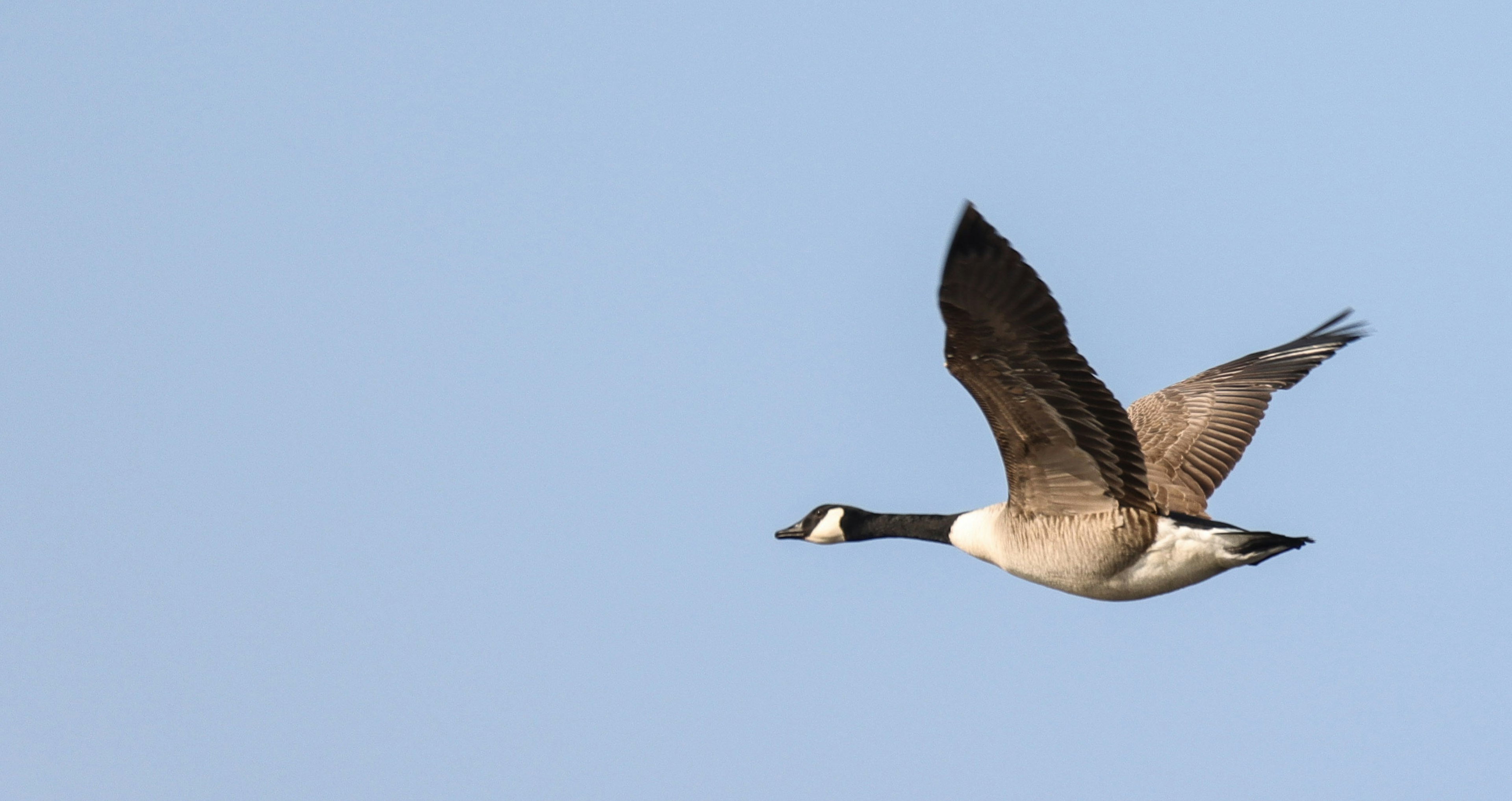 Goose flying against a blue sky