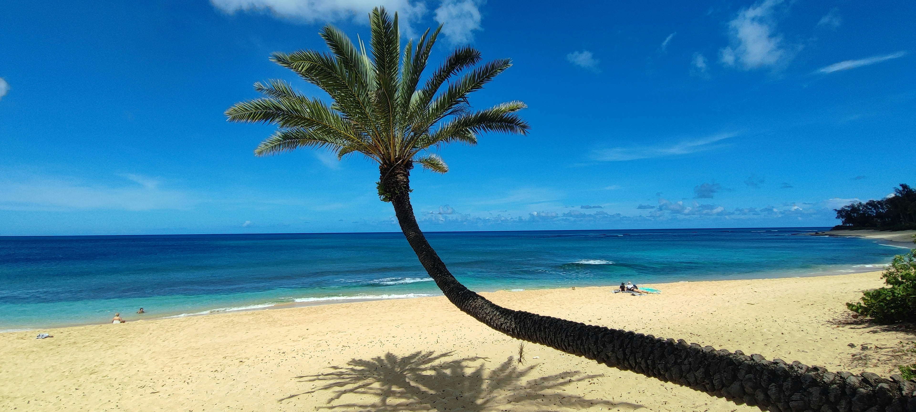 A scenic beach view with a palm tree leaning towards the blue ocean