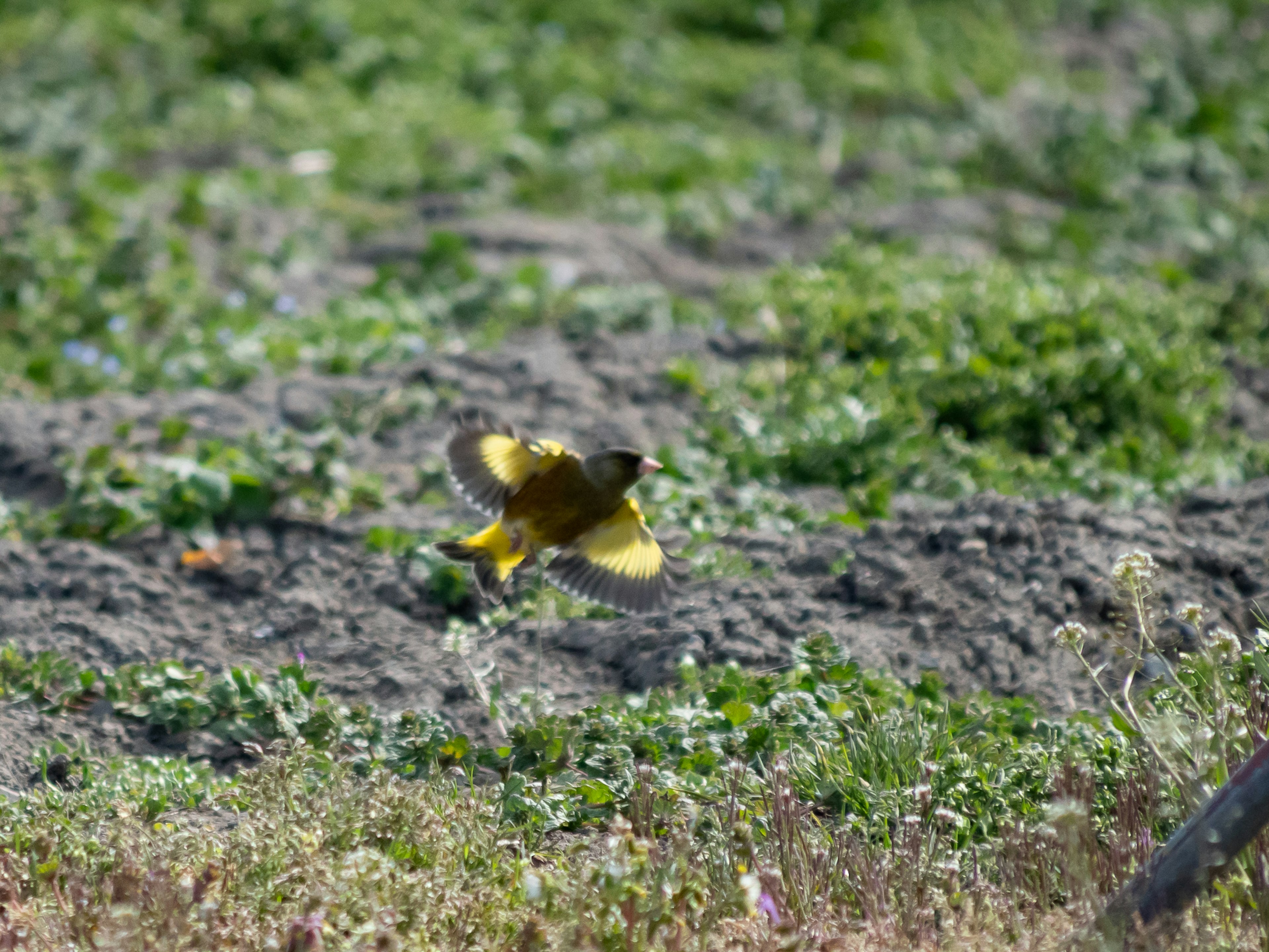 A yellow bird flying over grassy terrain