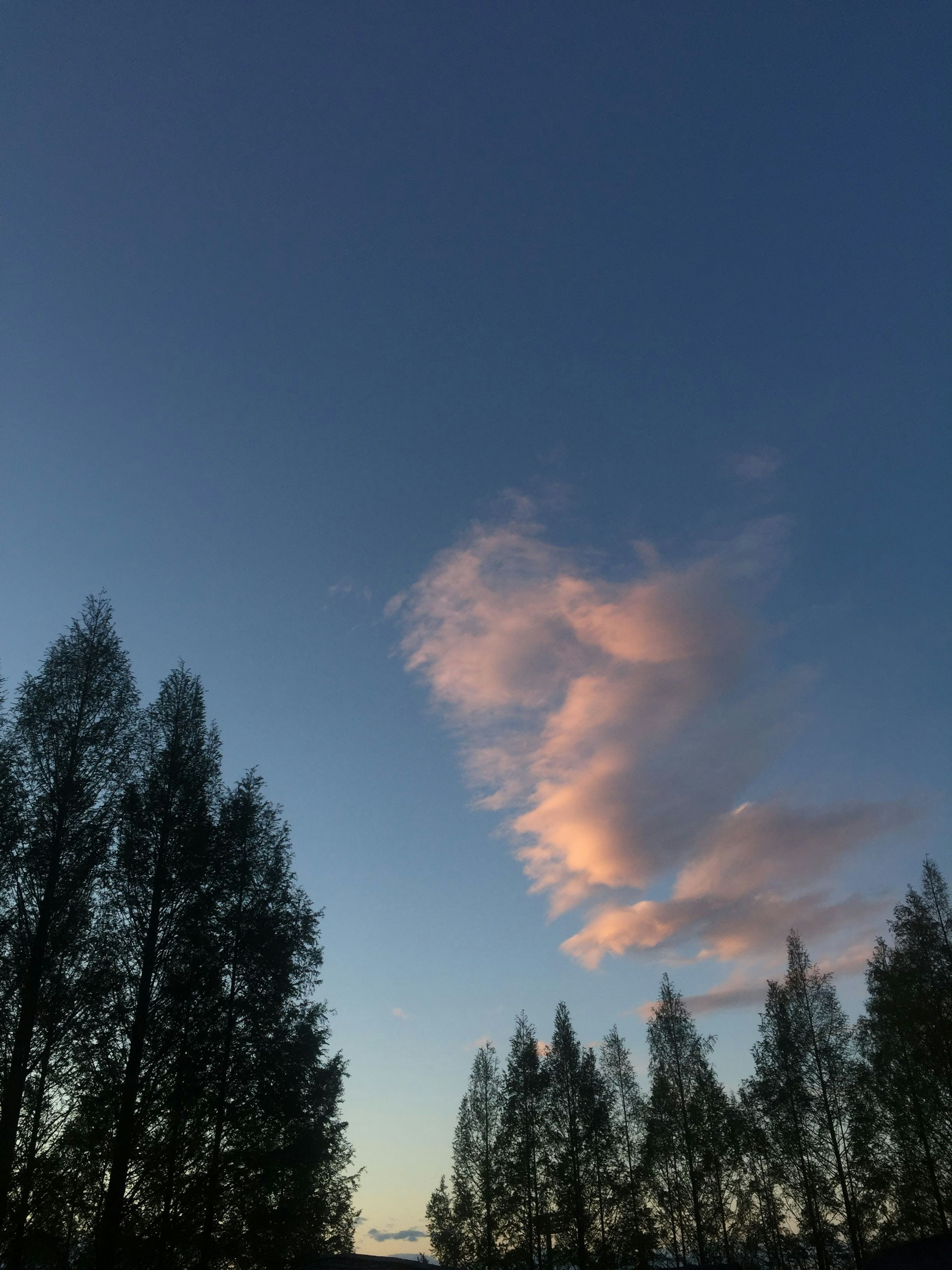 Awan merah muda di langit biru dengan pohon hijau