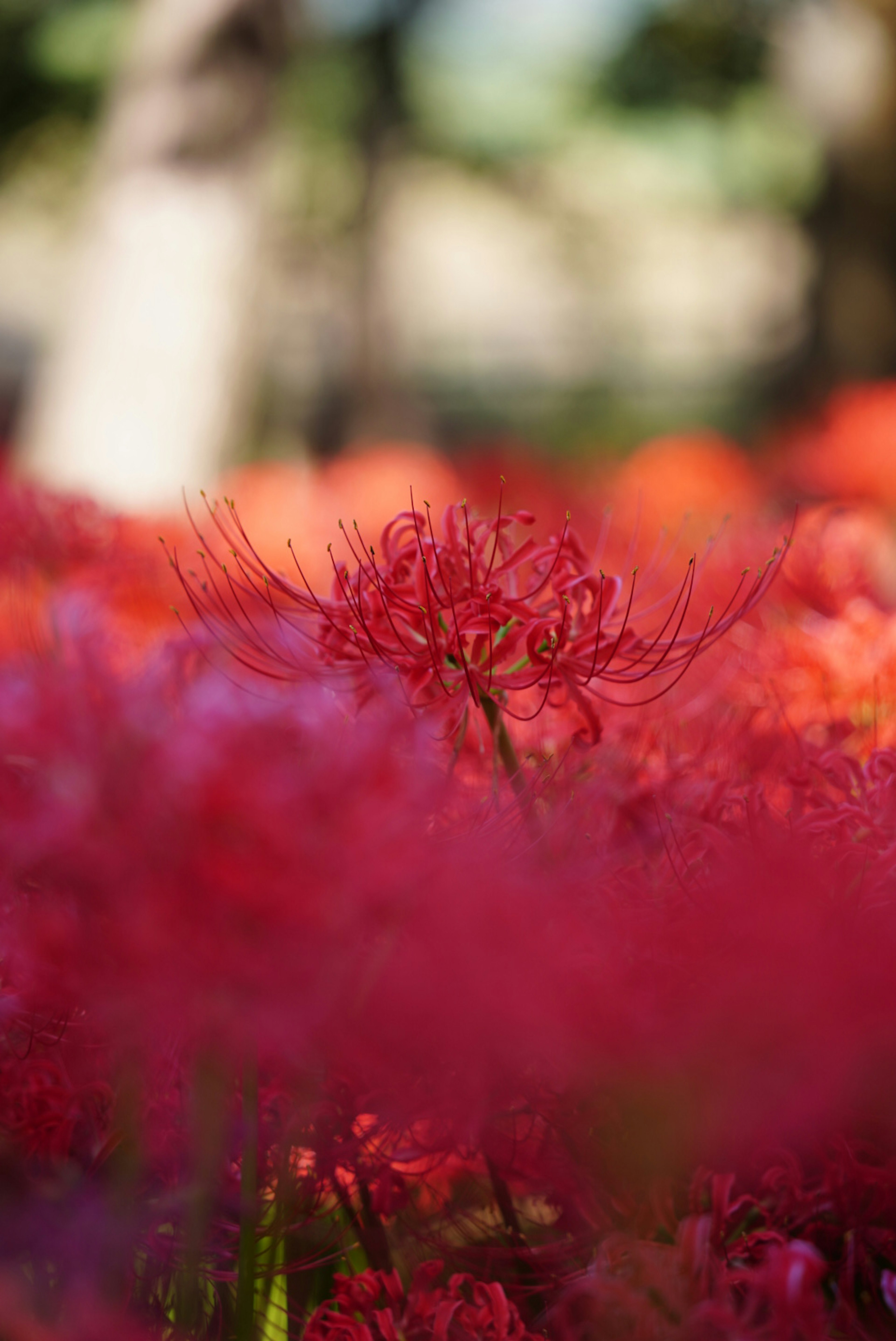 鮮やかな赤い彼岸花が咲く風景の中で一輪の花が際立つ