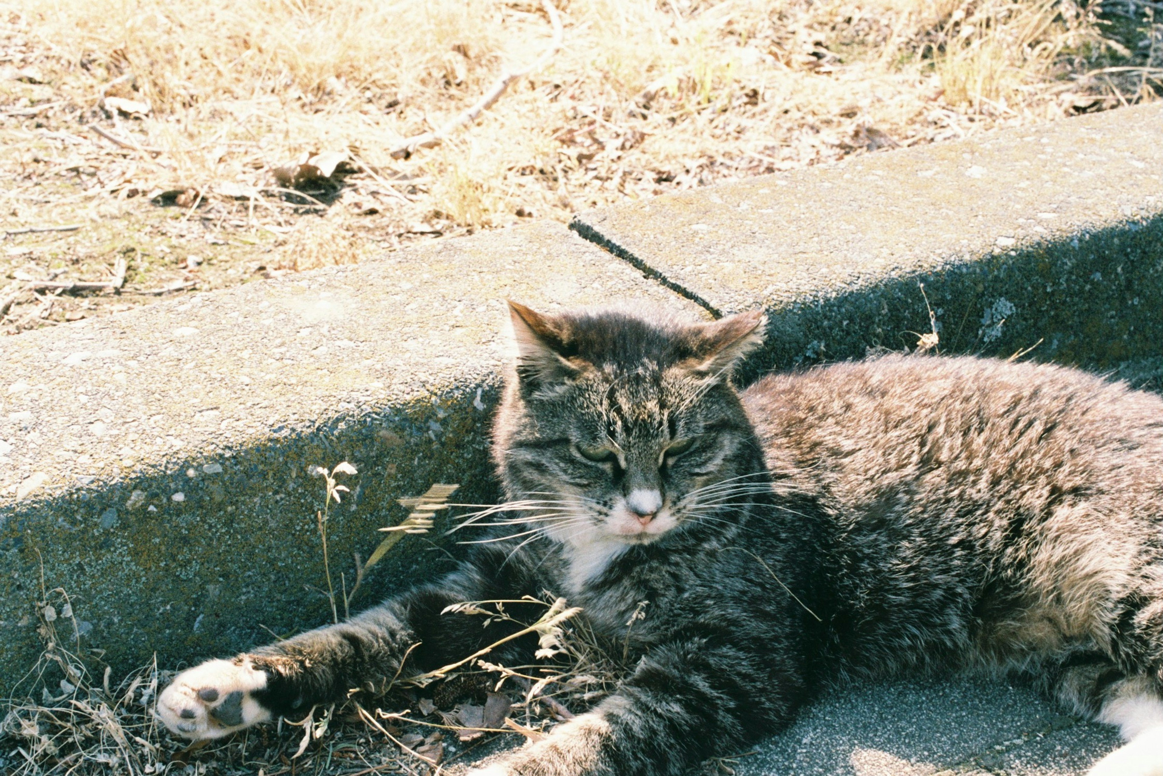 日差しの下で横たわる猫の姿、周囲には乾燥した草が散らばる