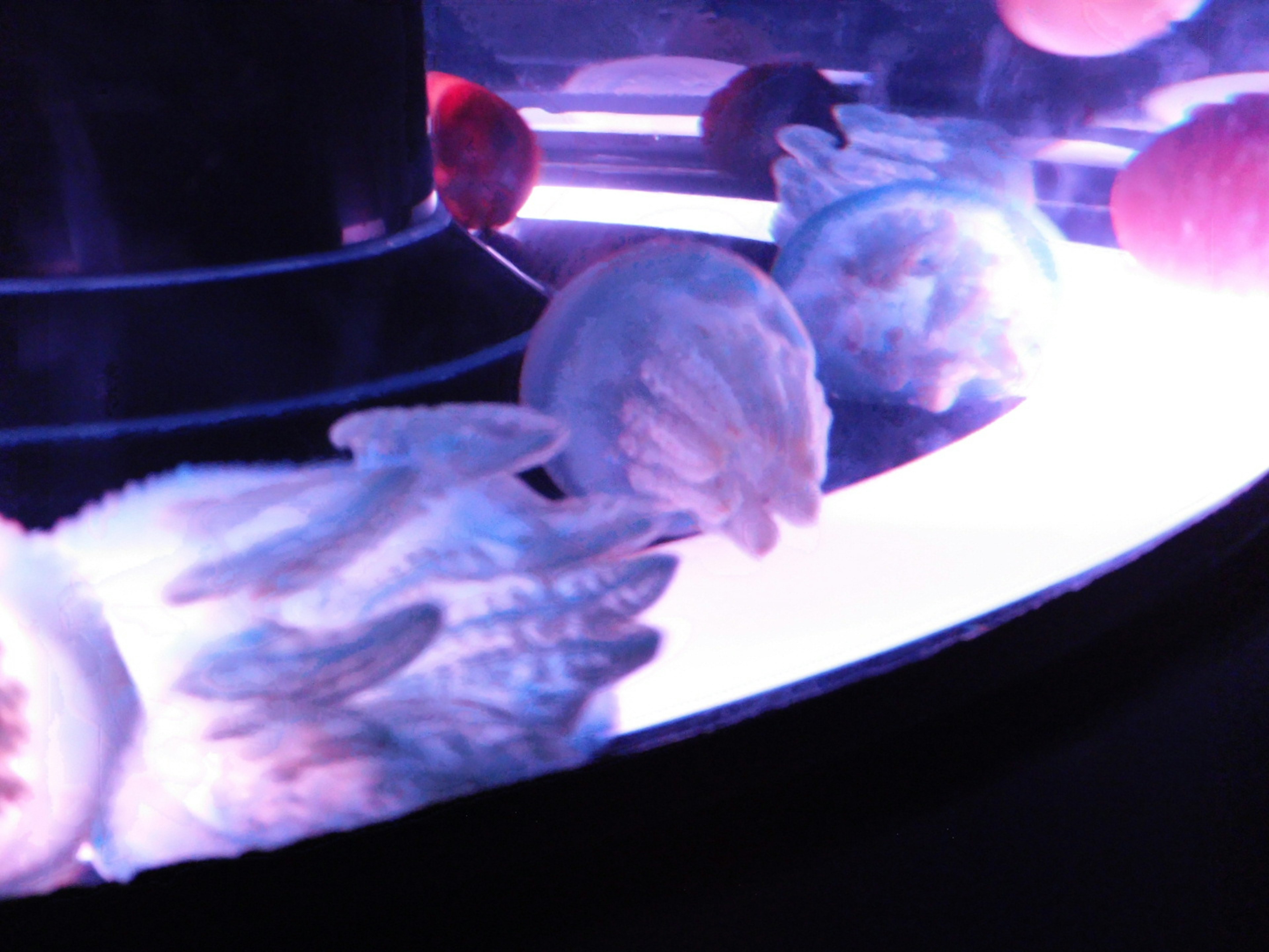 Jellyfish floating in an illuminated tank with a dark background